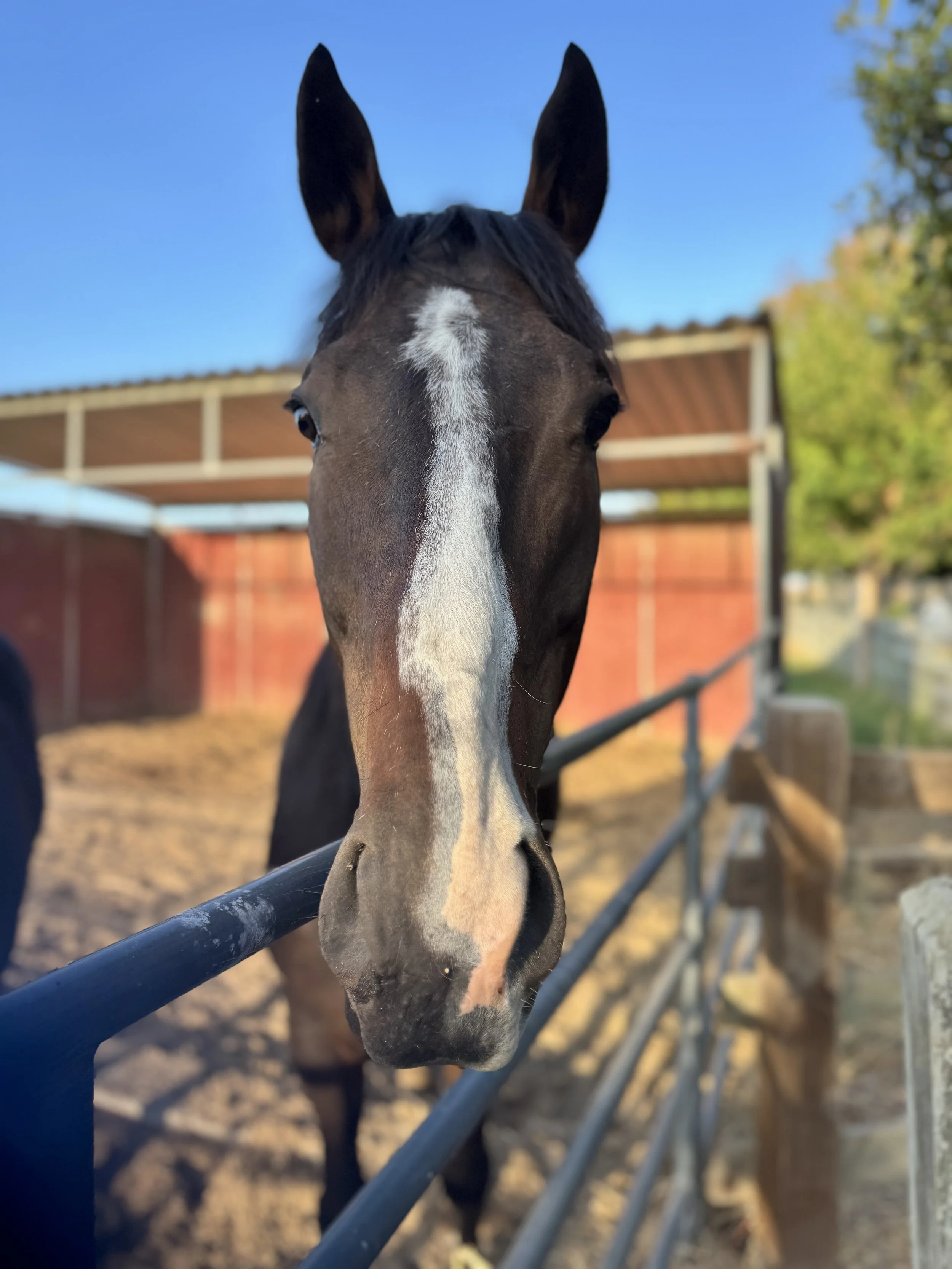 Close-up of a black horse with a white blaze on its face, standing behind a black metal fence in a paddock on a sunny day, with a red barn and trees in the background.
