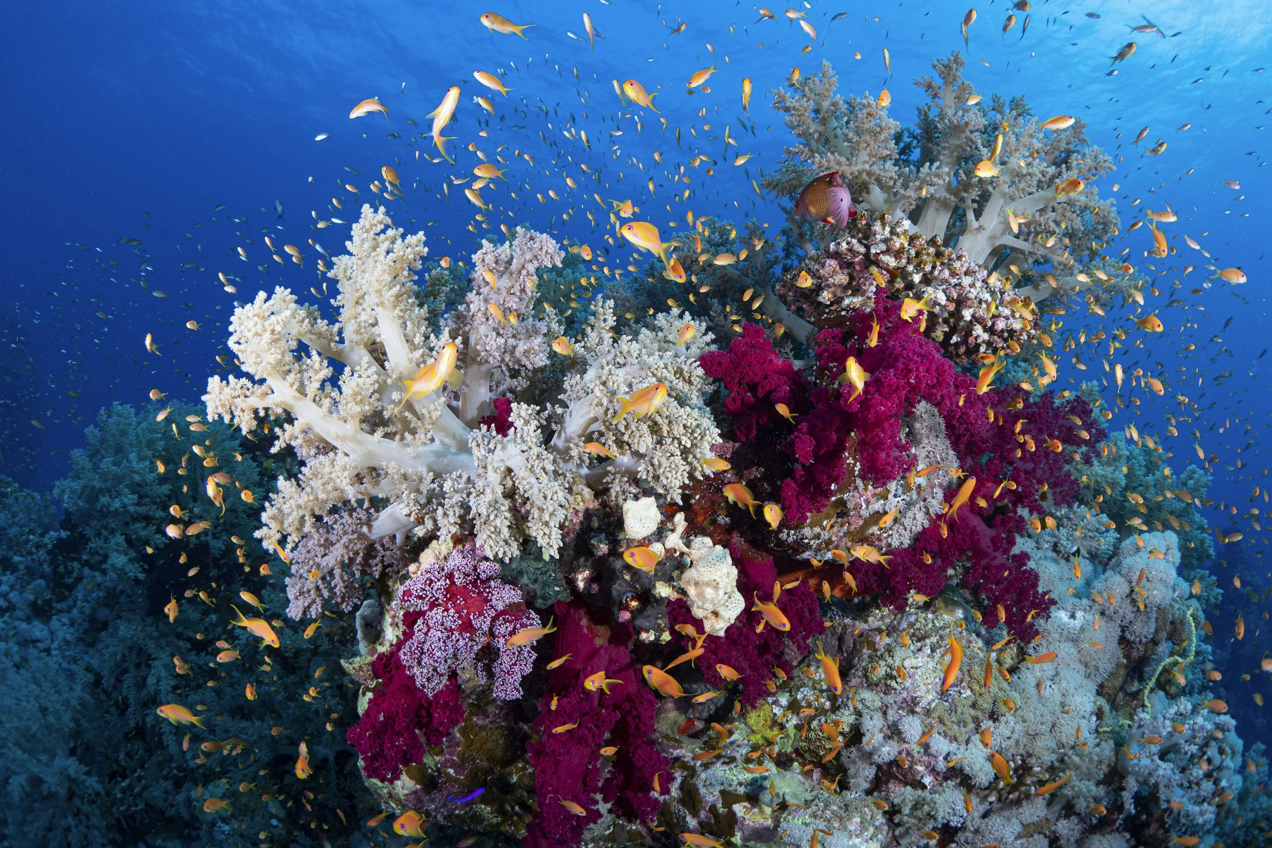 Coral Reefs 