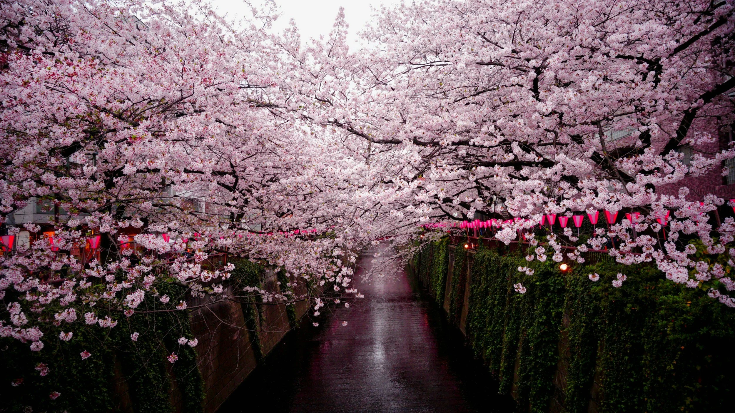 Carnival Luminosa - Japan