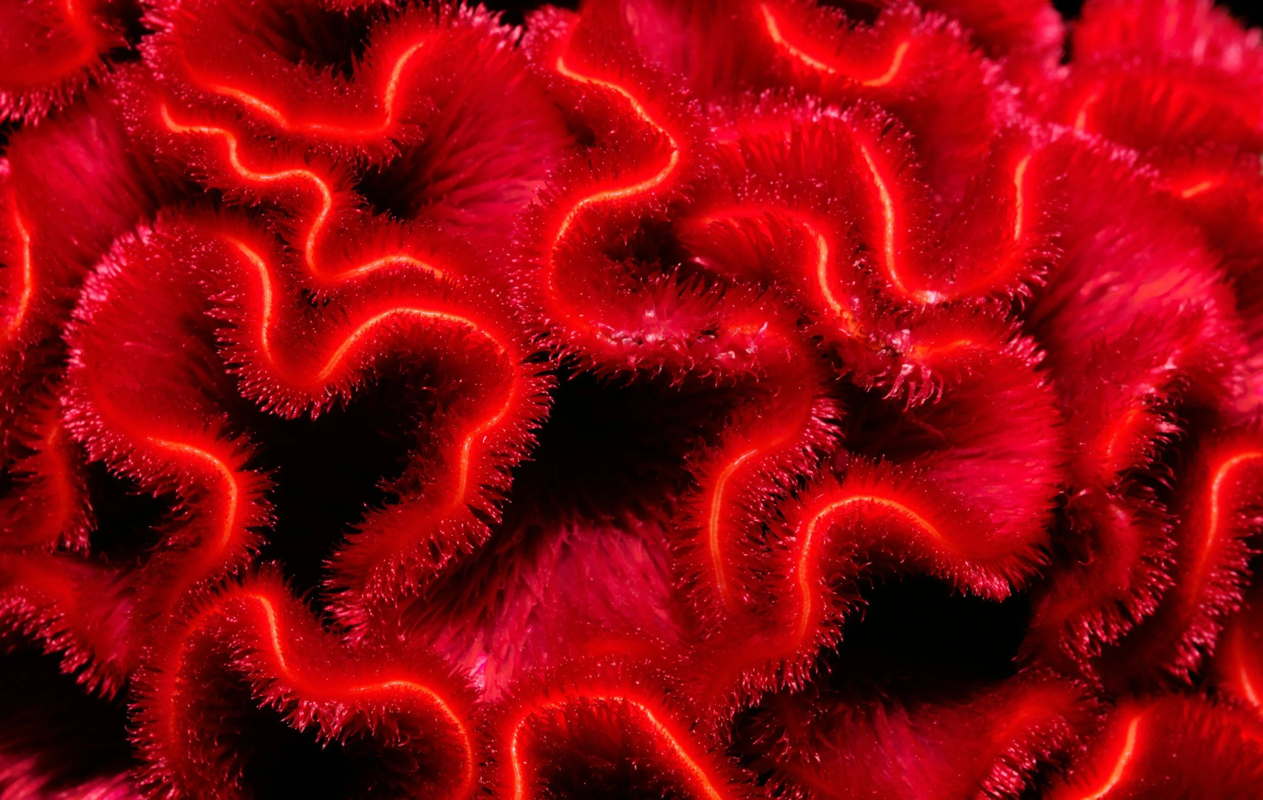 Patterns in Nature 