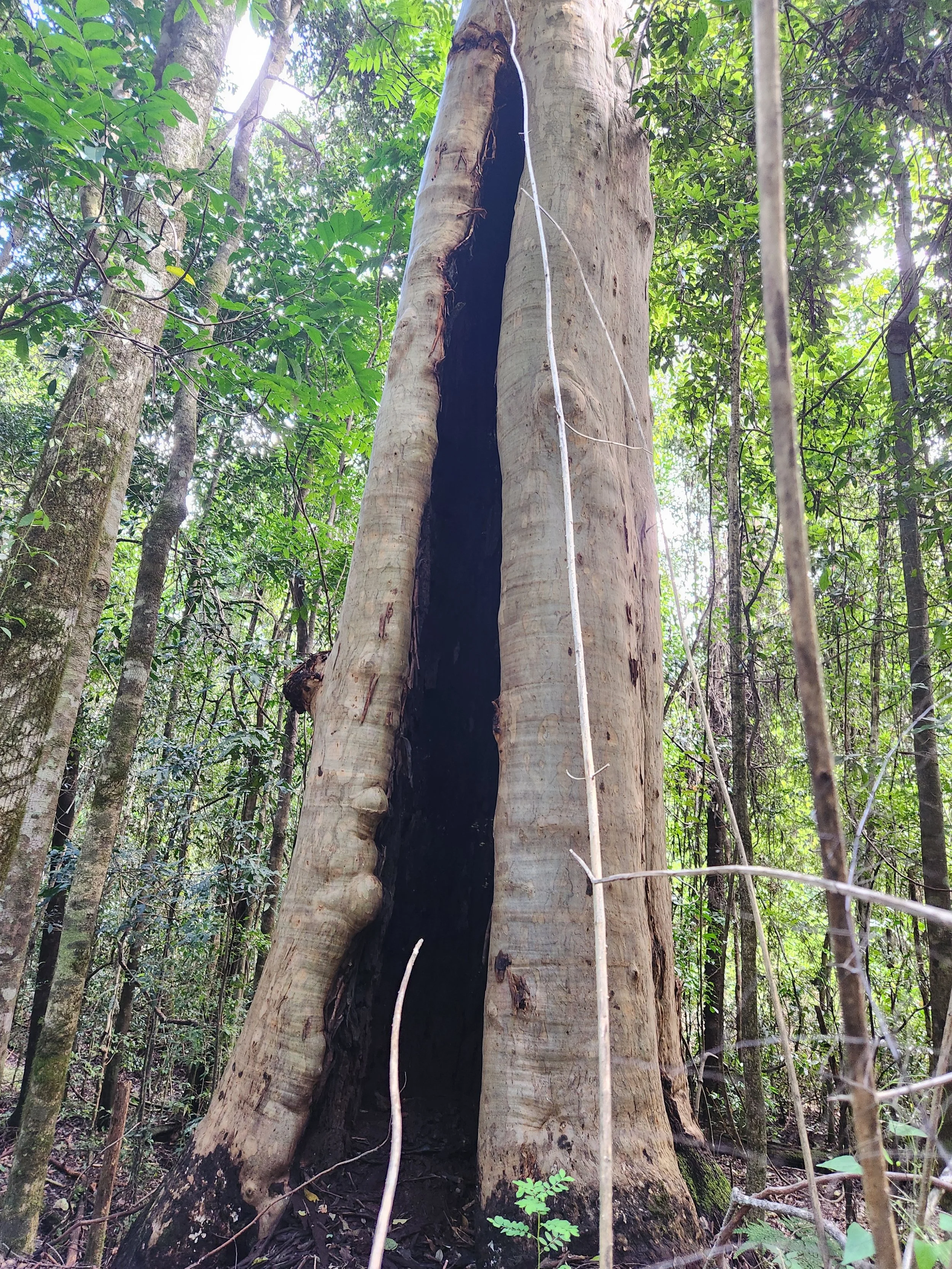 Hinterlands National Park birthing pools, outisde of Nimbin