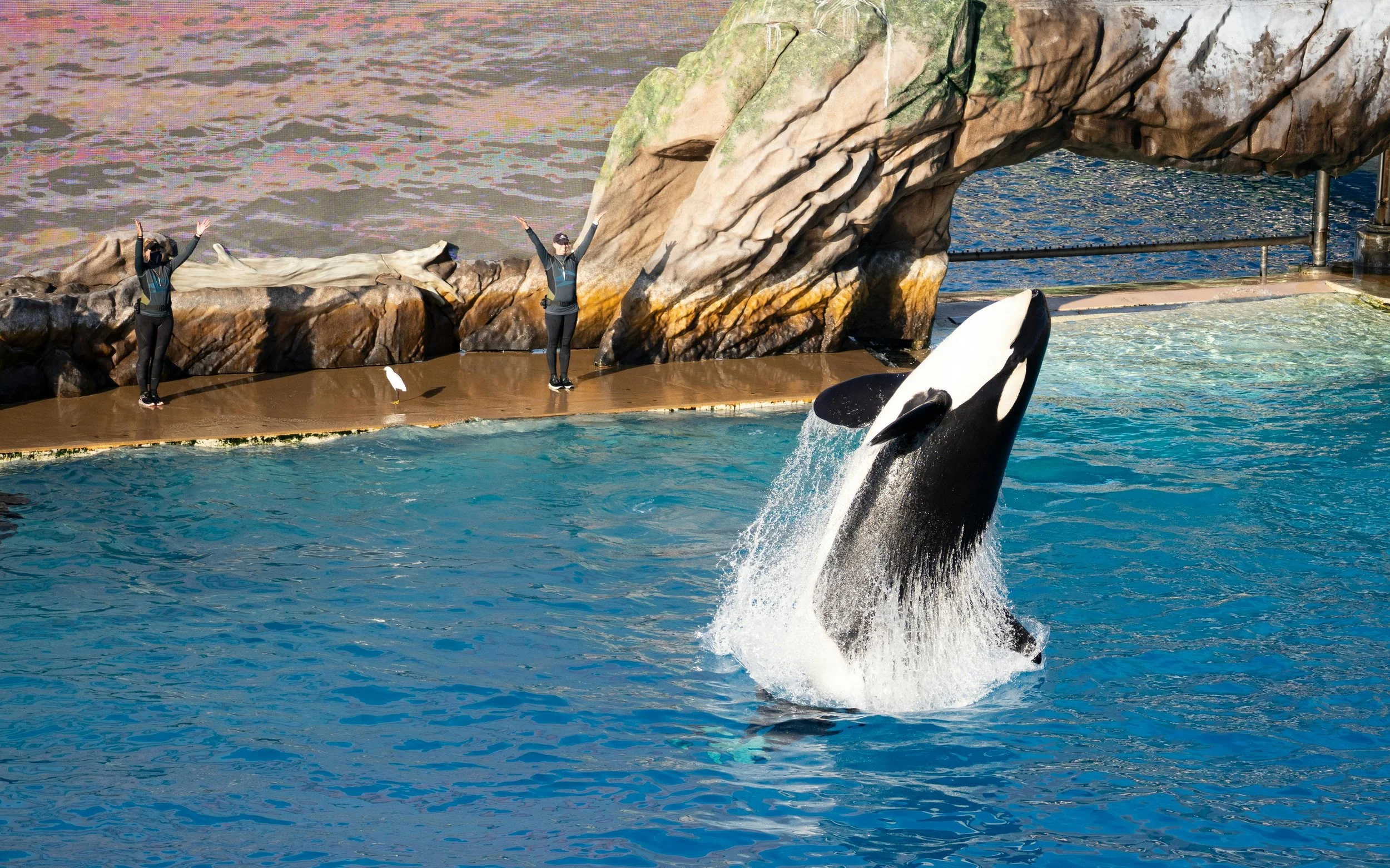 Saturday Excursion : Sea World Day Pass