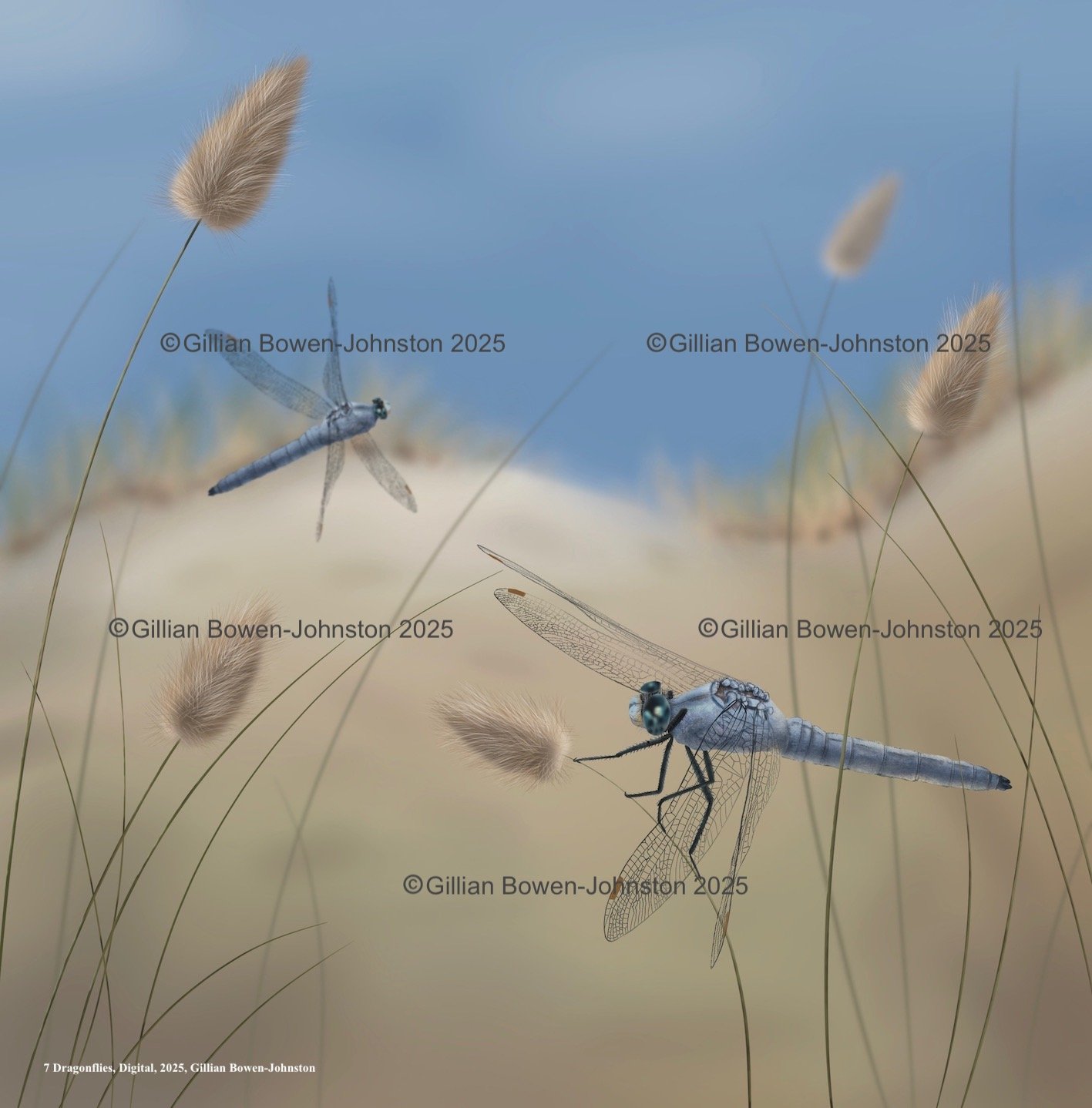 Mediterranean Dragonflies