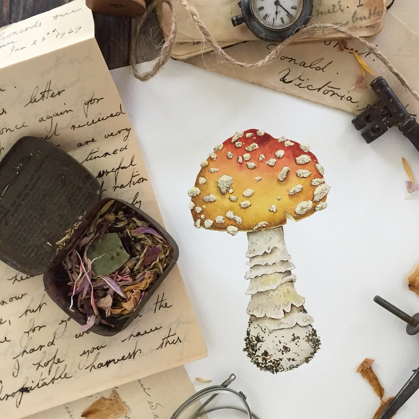 I live it when you stumble along these in the garden.  It&rsquo;s as though you have walked into a fairy town by accident - you can&rsquo;t help but stop and stare.

#watercolourart #watercolorpainting #watercolorillustration #mushroom #fairy  #natur