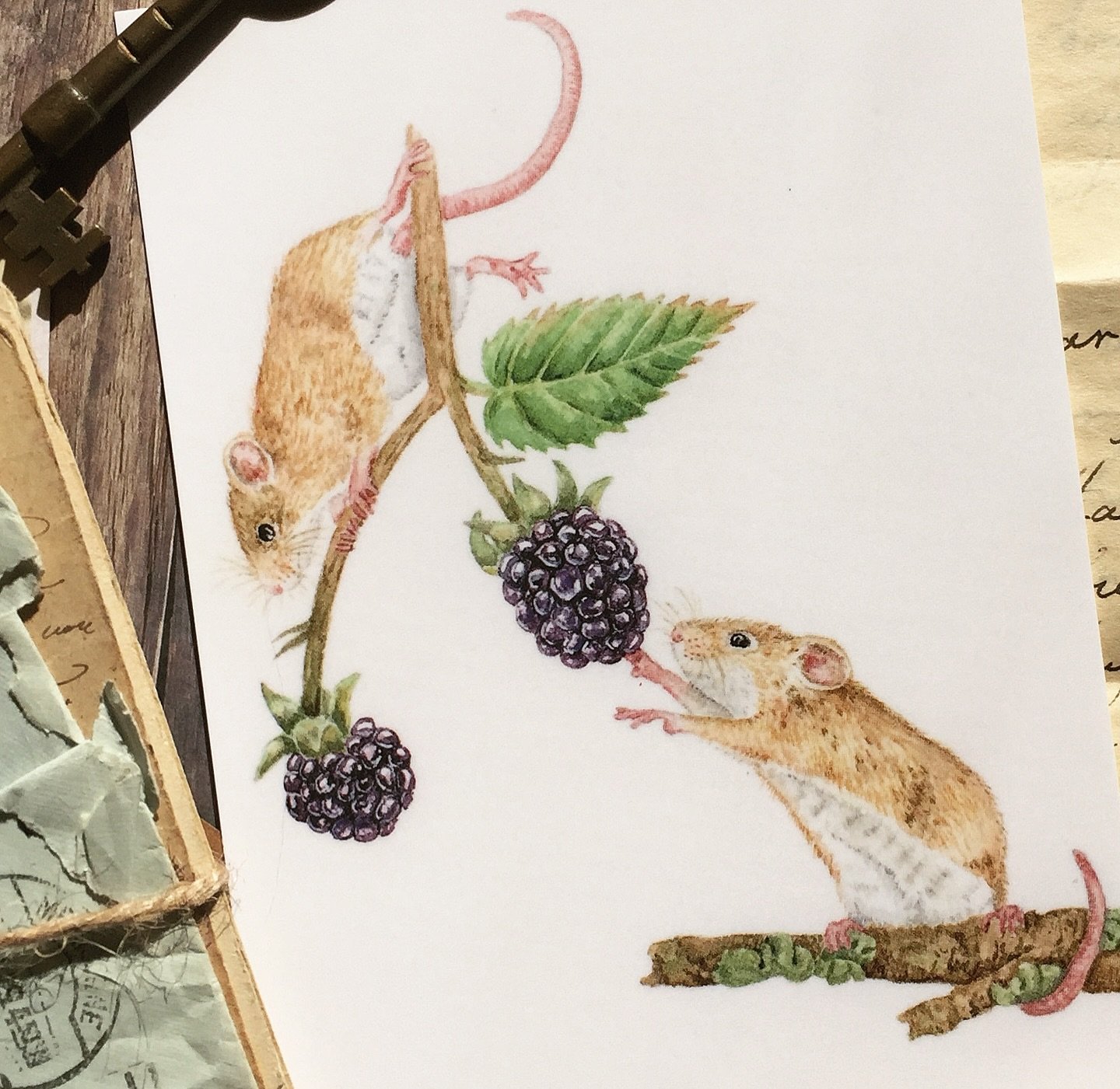 I really miss doing this style of art - I&rsquo;m setting myself a goal to focus on this more - fun creative art with a narrative!

#art #artistsoninstagram #illustration #painting #artwork #artstagram #natureart #wildlifeart #animalillustration #bot