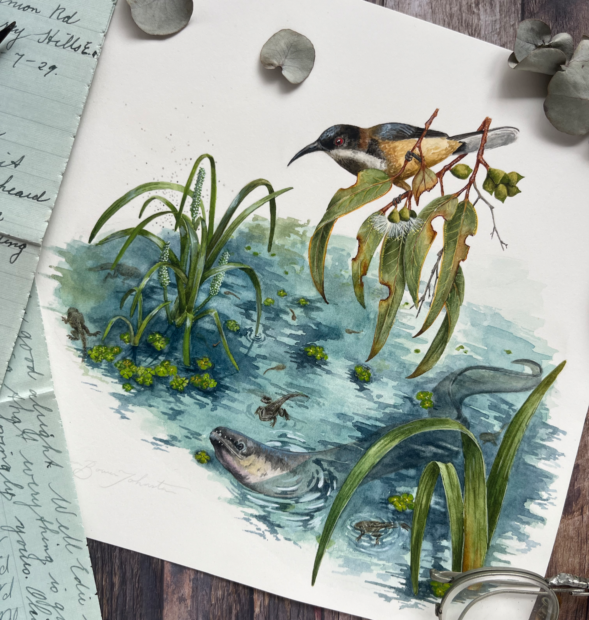 Kooyang - Season of Eels