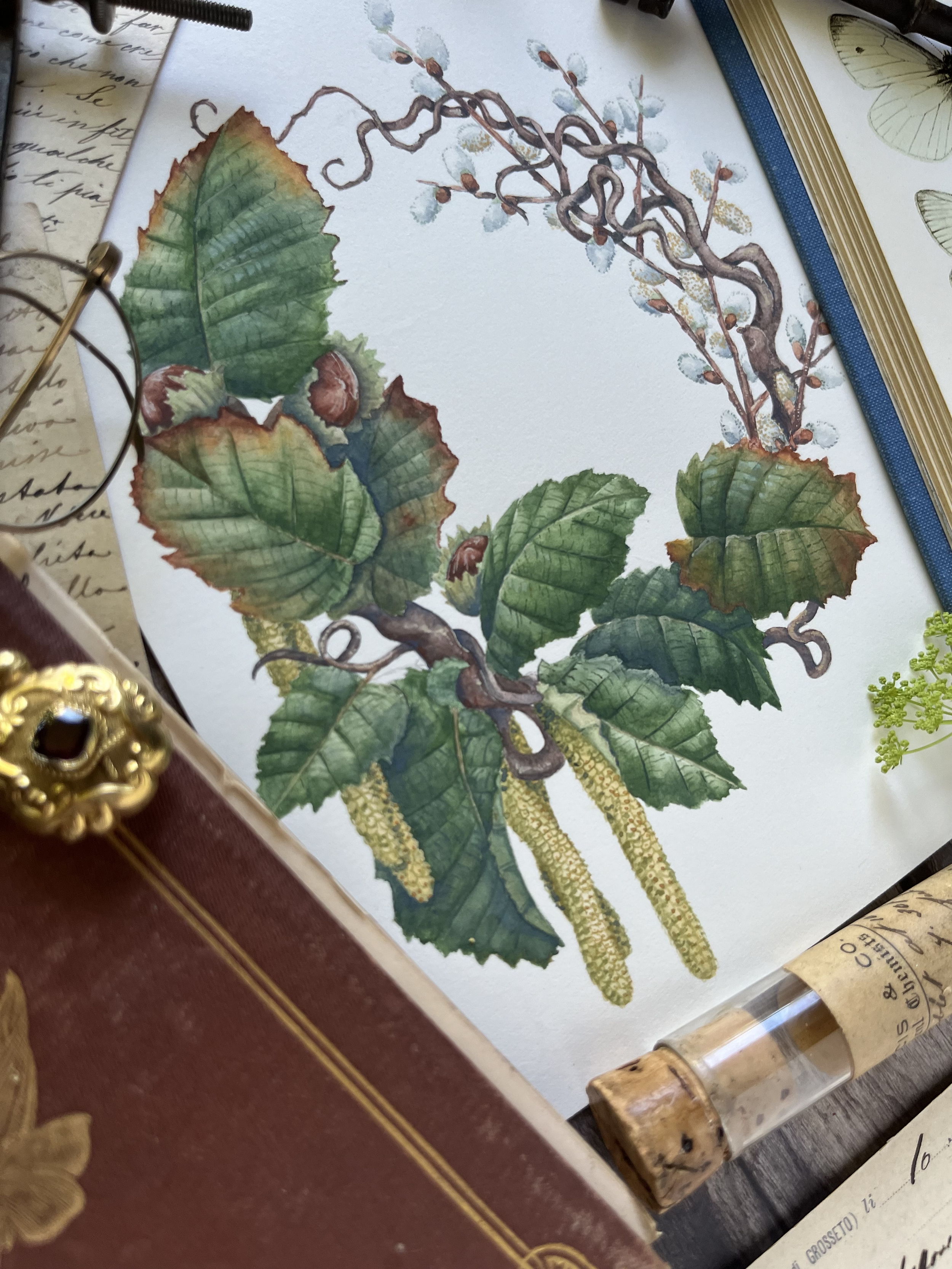 A detailed botanical illustration of a plant with large green leaves, red-tipped edges, and yellow, cone-like catkins. Twisted branches are also visible.