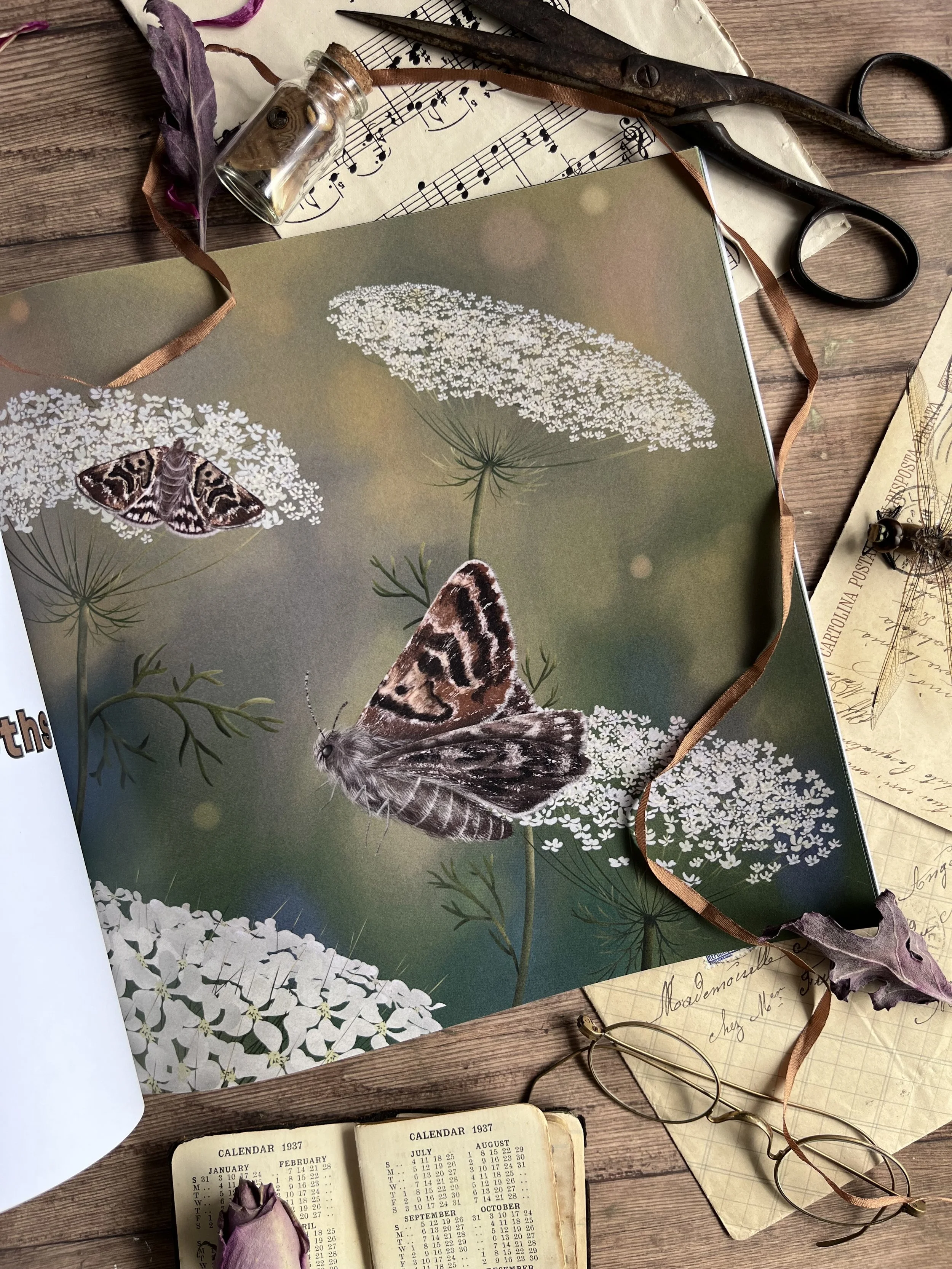 Mother Shipton Moth, Wales - Digital illustration