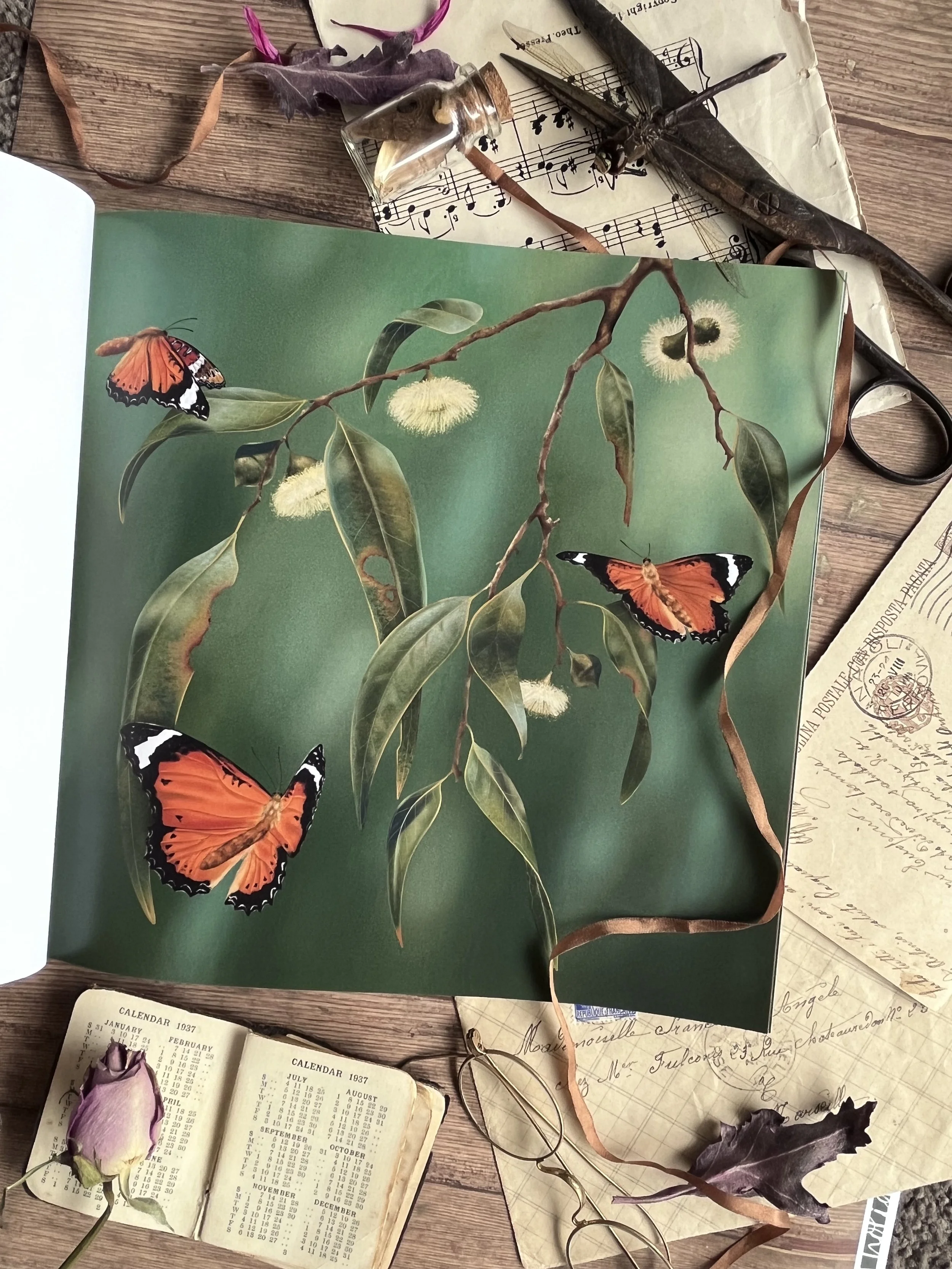Lacewing butterflies, Australia - Digital illustration