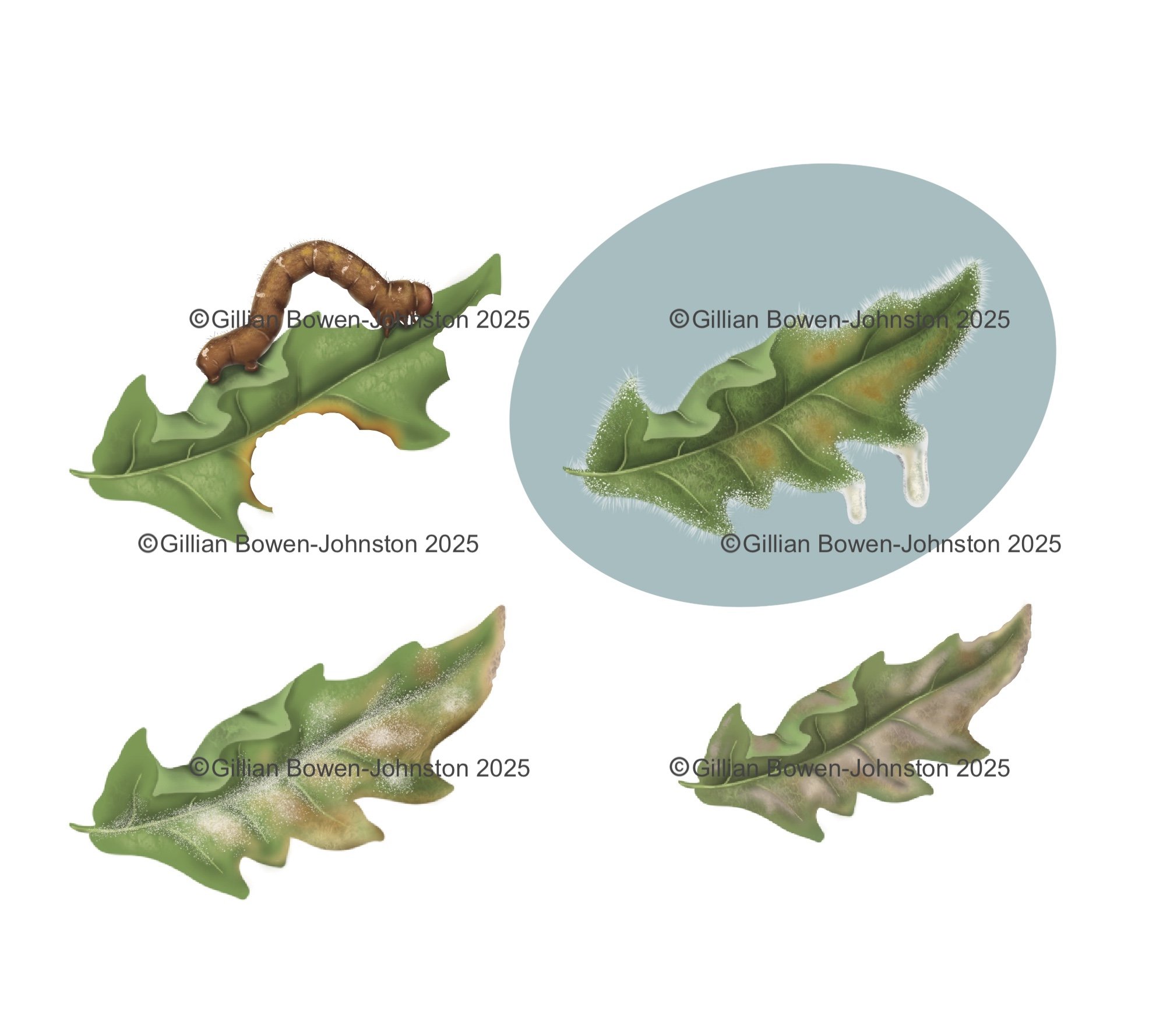 Types of leaf damage