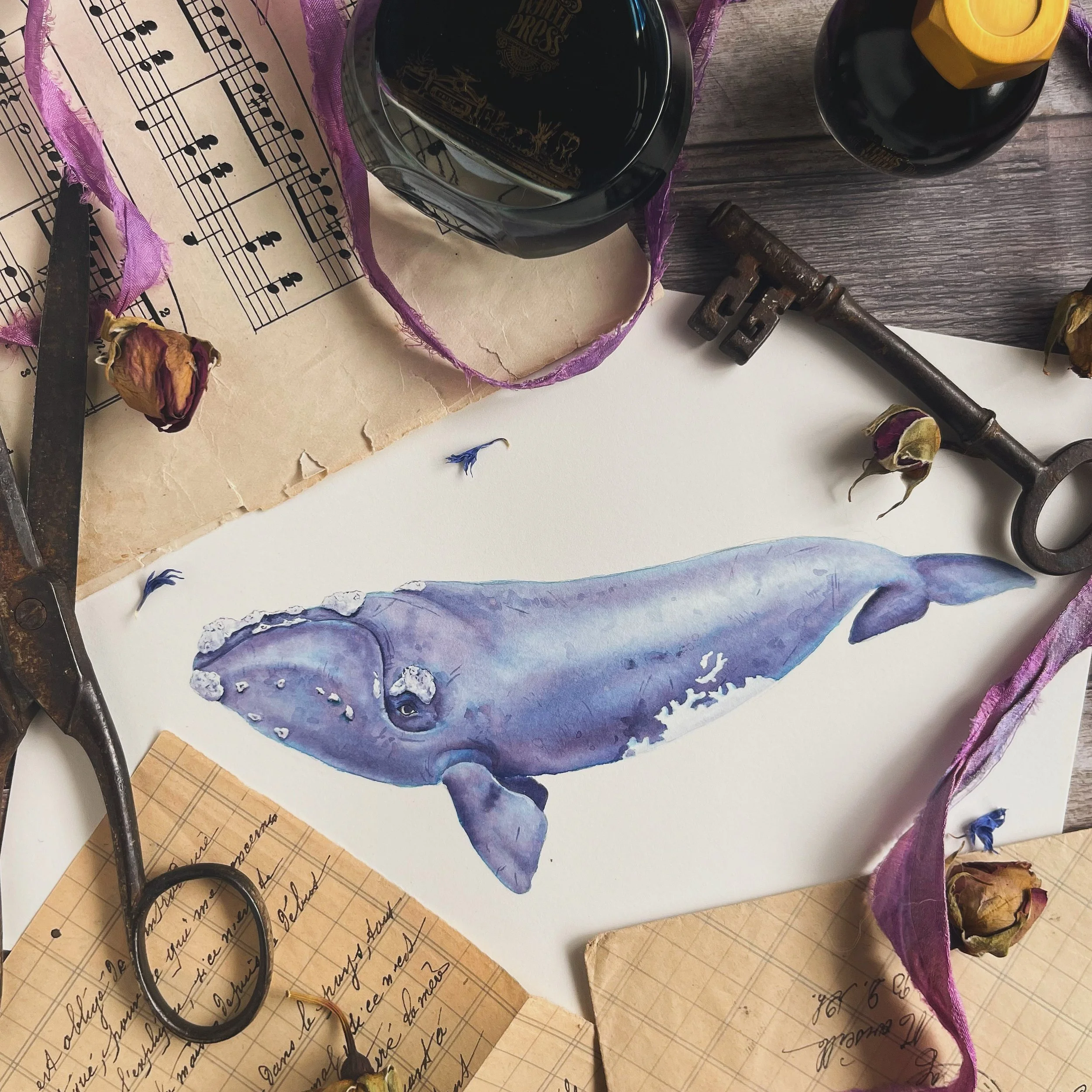 Southern Right Whale