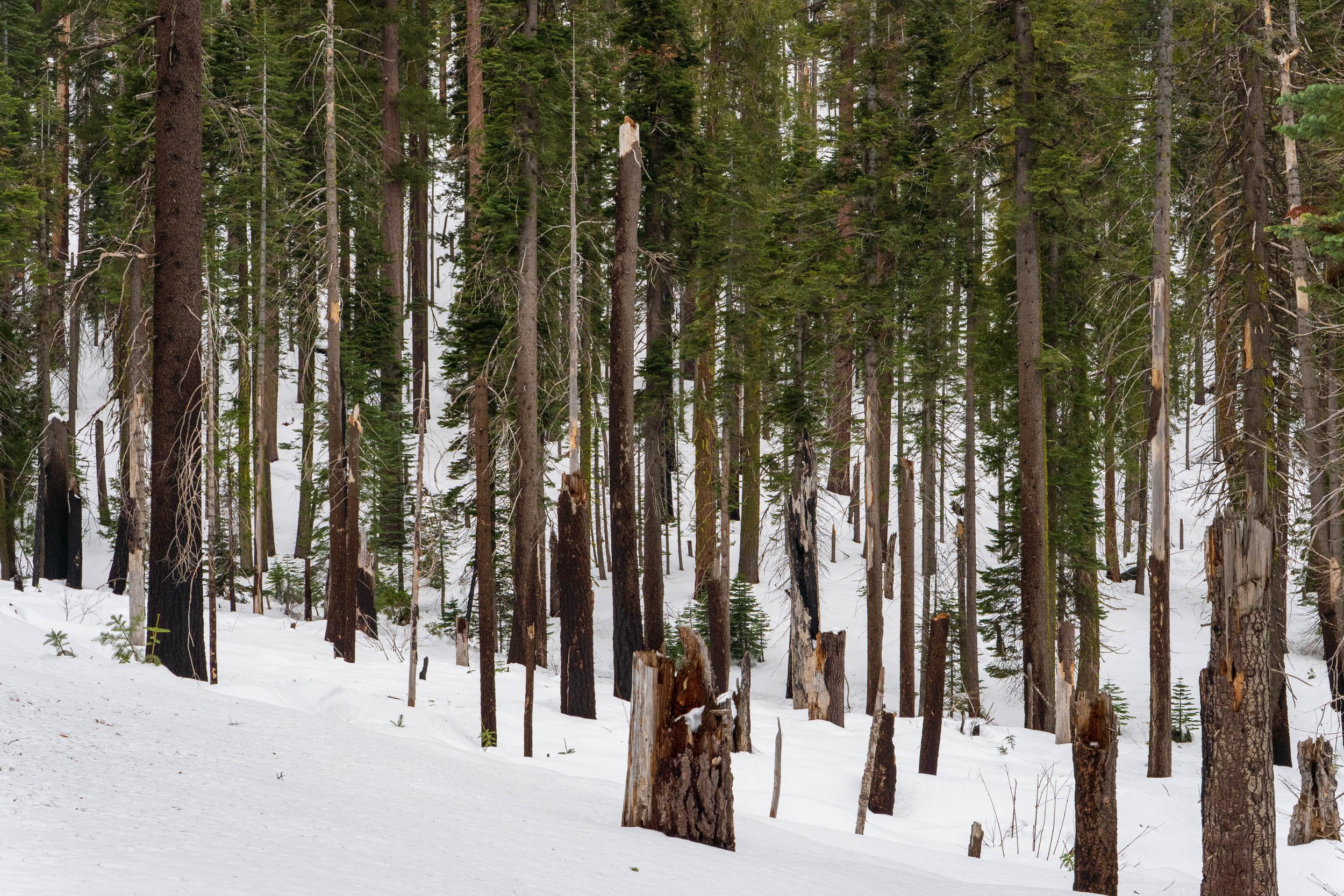 Snow-covered forest landscape with tall pine trees and some broken tree trunks.