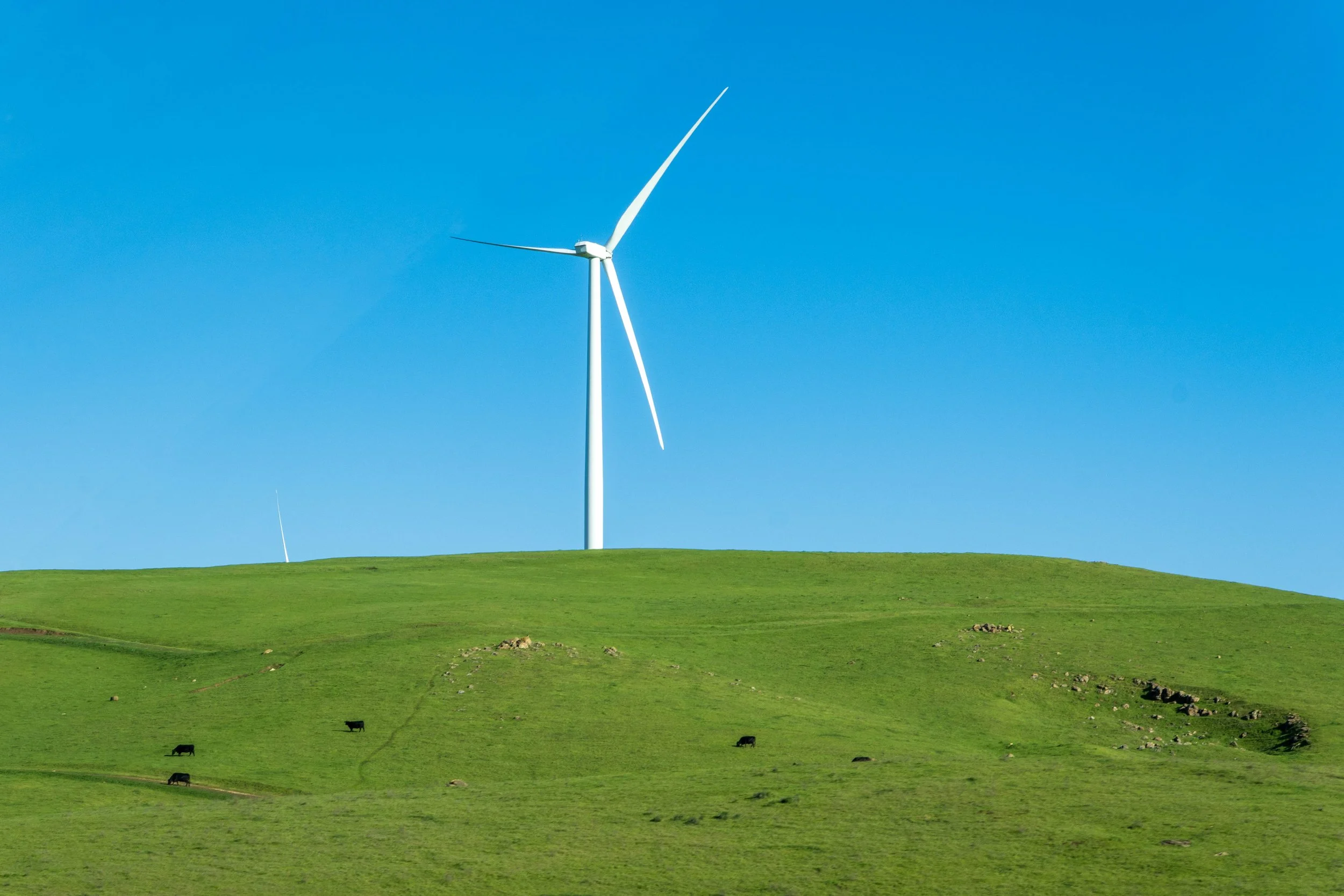 Green rolling hills with a few cows grazing under a clear blue sky. In the distance, there's a large white wind turbine with three blades.
