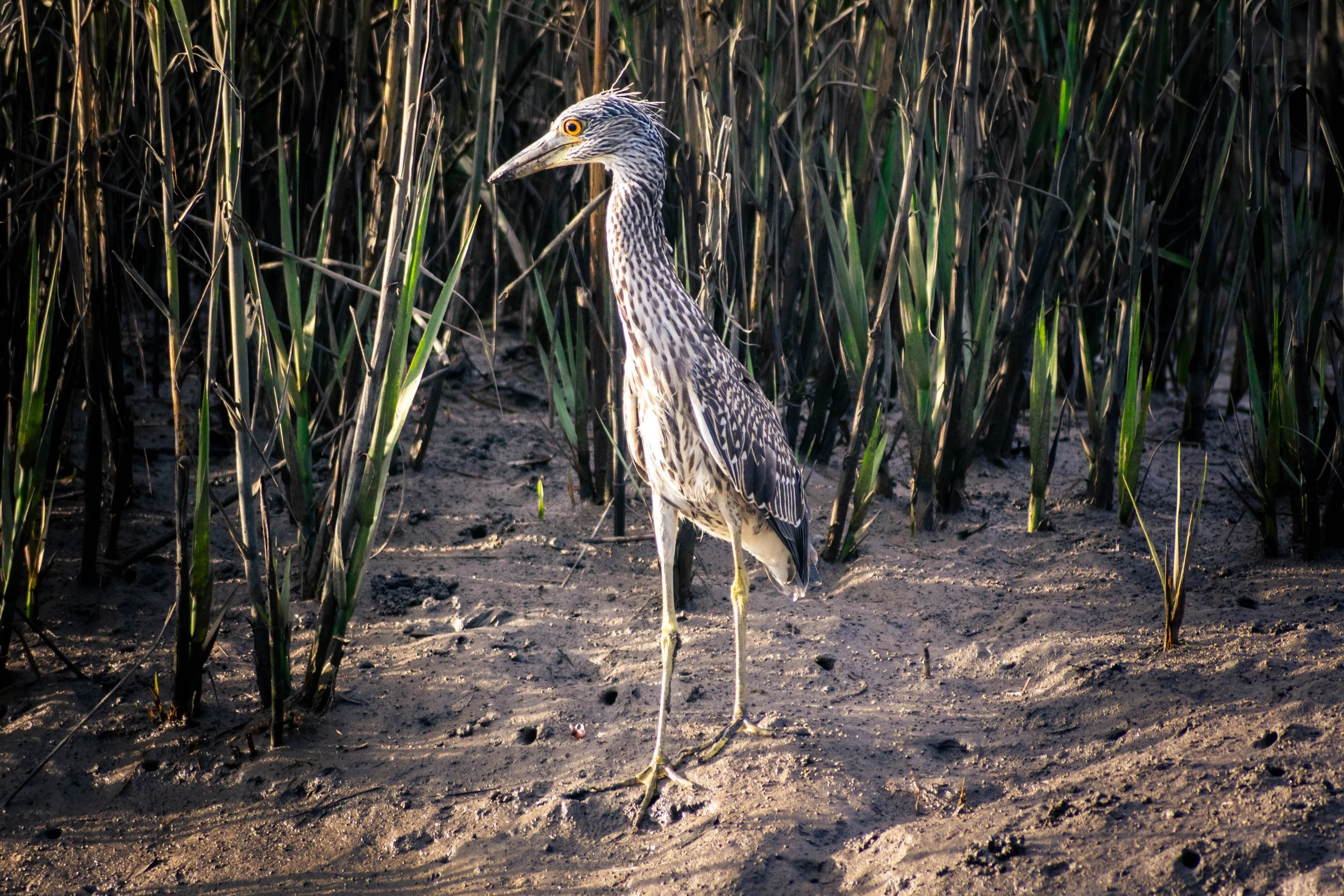 DSC_0728.jpg