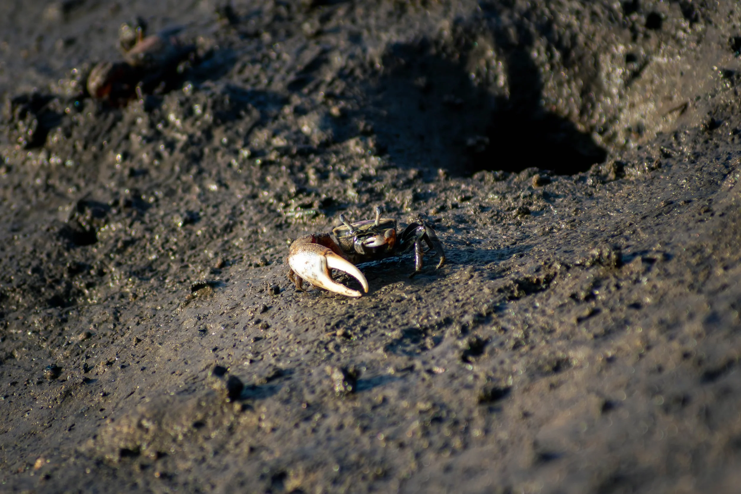 DSC_0732.jpg