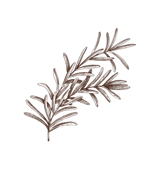 Illustration of a brown sprig of rosemary on a black background.