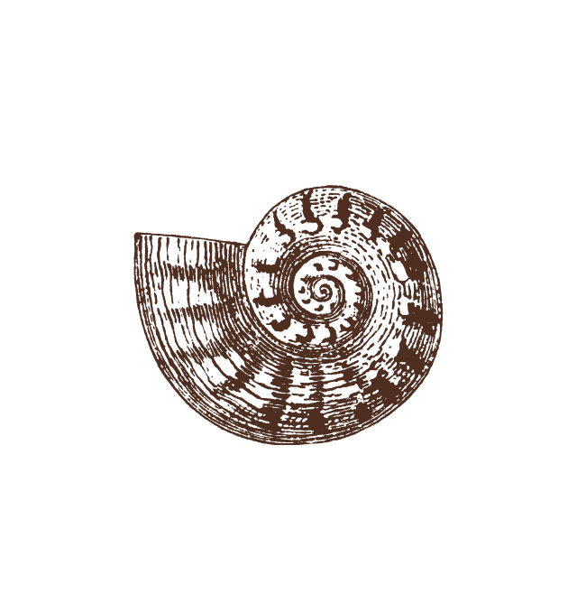A close-up of a brown ammonite fossil with a spiral shell pattern on a black background.