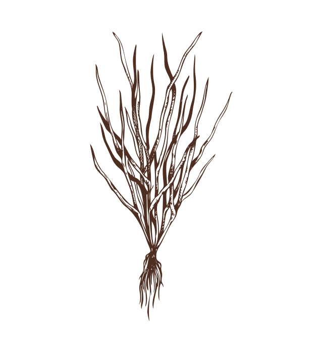 Illustration of a bunch of dried brown plant roots or stems bound together at the bottom.