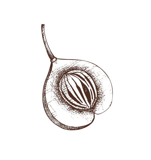 Illustration of a seed with a sprout emerging from it.