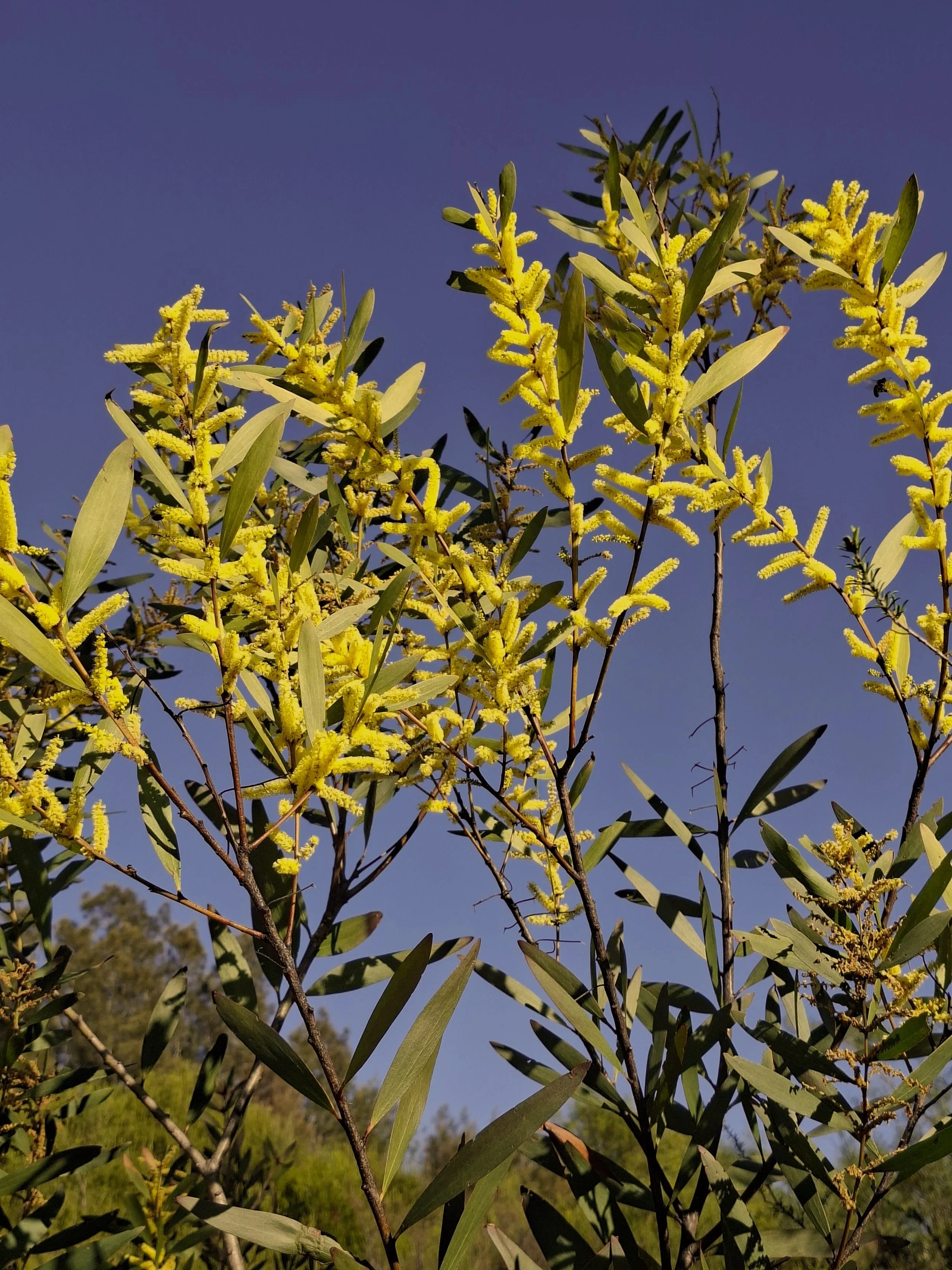 Wattle