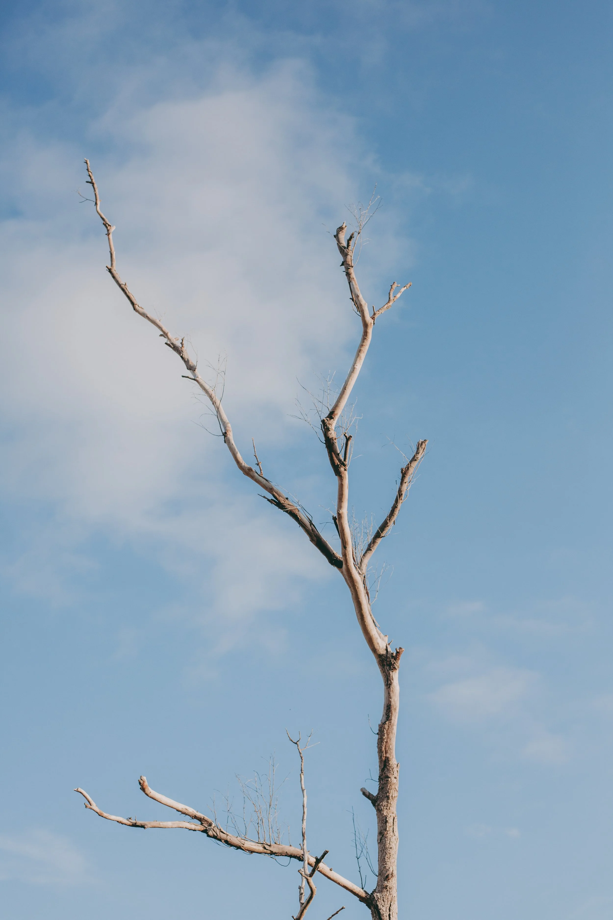 Survival vs. Growth: How to Manage Your Spending in a Cash Flow Crisis
