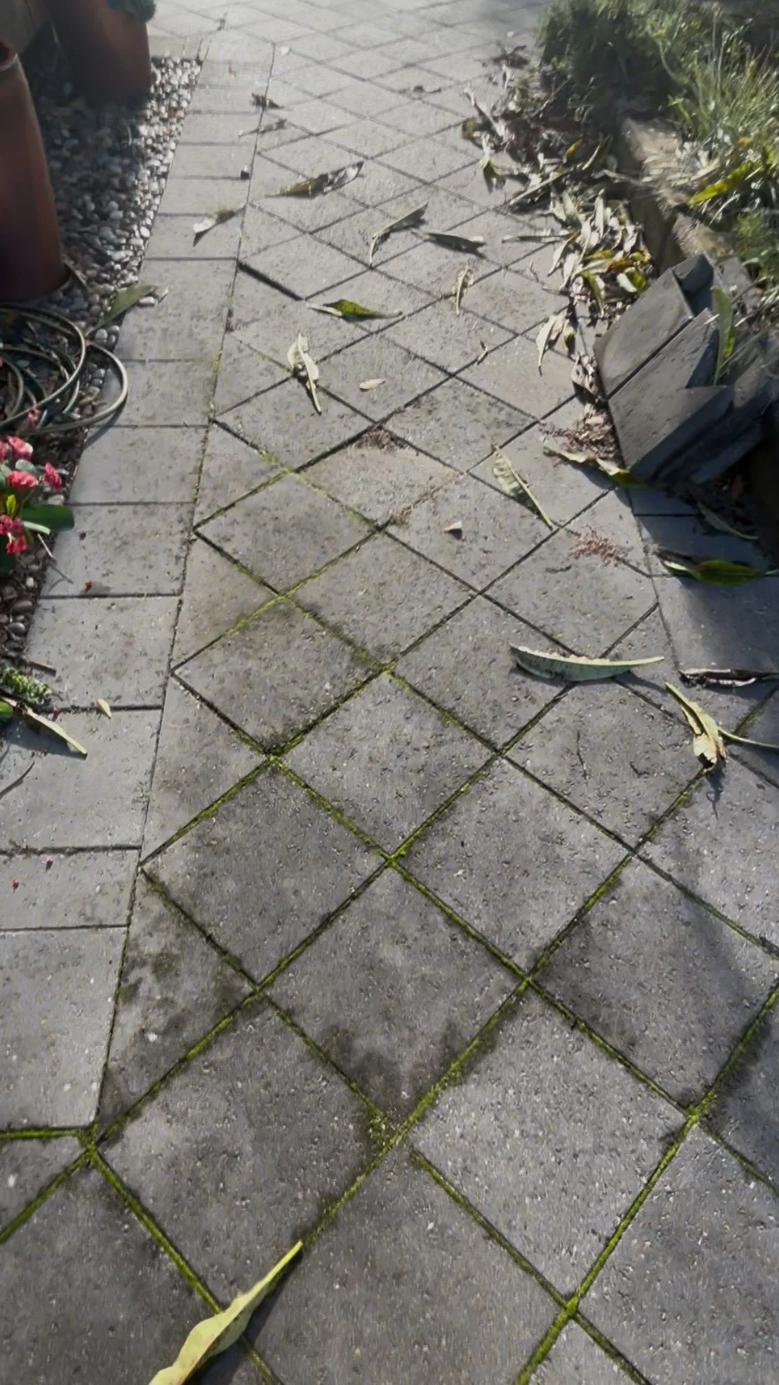 A concrete sidewalk with moss and fallen leaves, next to a garden bed with flowers and some rocks in the background.