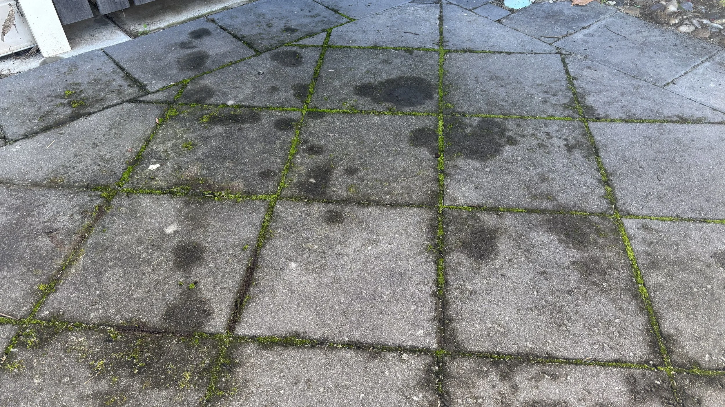 Close-up of a concrete sidewalk with green moss growing between the cracks, along with dark stains and wet spots on the surface.