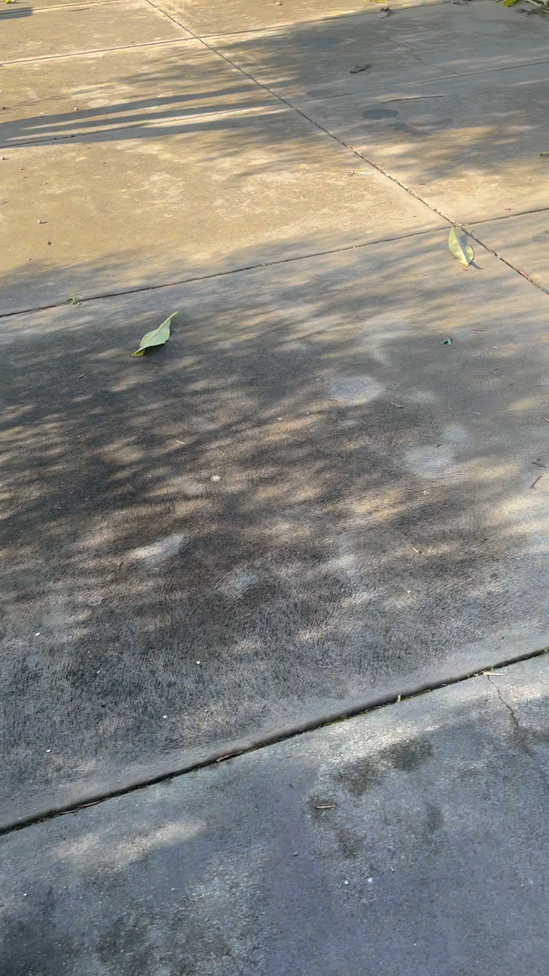 Concrete sidewalk with fallen leaves and shadows of tree branches.