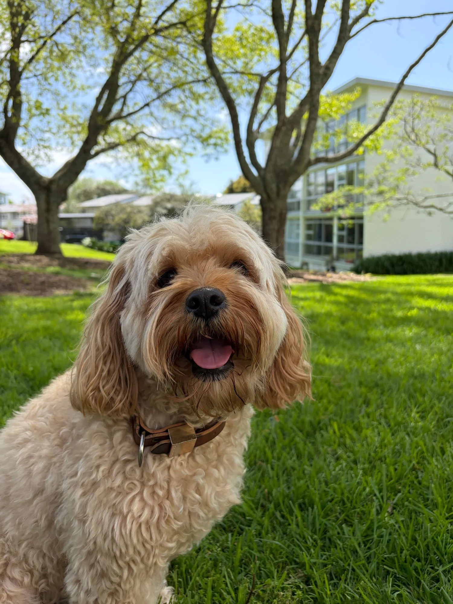 Cats and dogs now welcome in star blocks