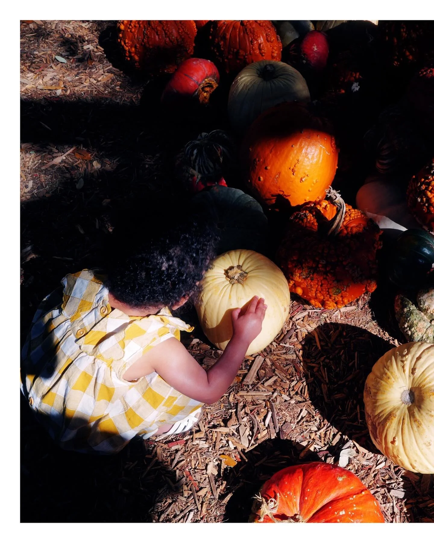 Took Lo to a pumpkin patch/ petting zoo situation this morning. She had a great time and is now asleep on top of me. 

Good day. 

Leica Q3

#leica #leicacamerausa #lensculture #travel #leicaq3 #leicacamera #leicaq#curiouscameraclub #lensculturestree