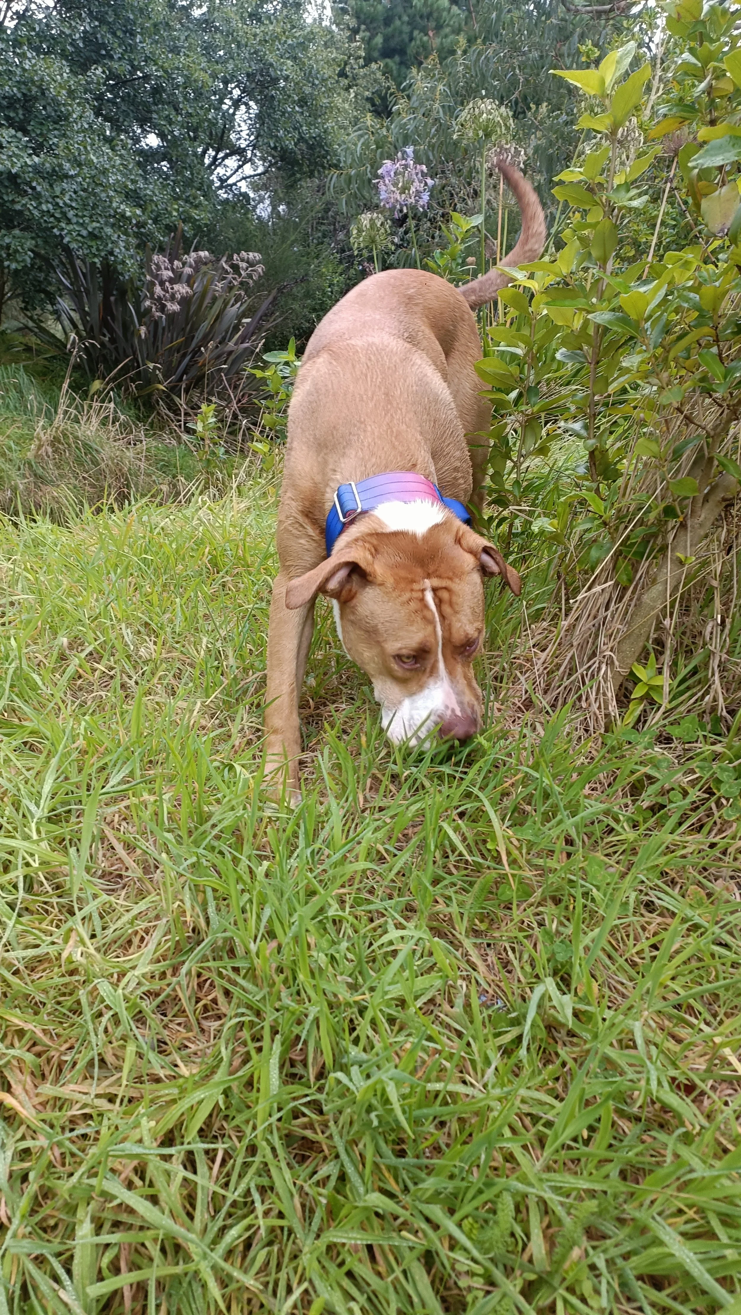 Bully Breeds