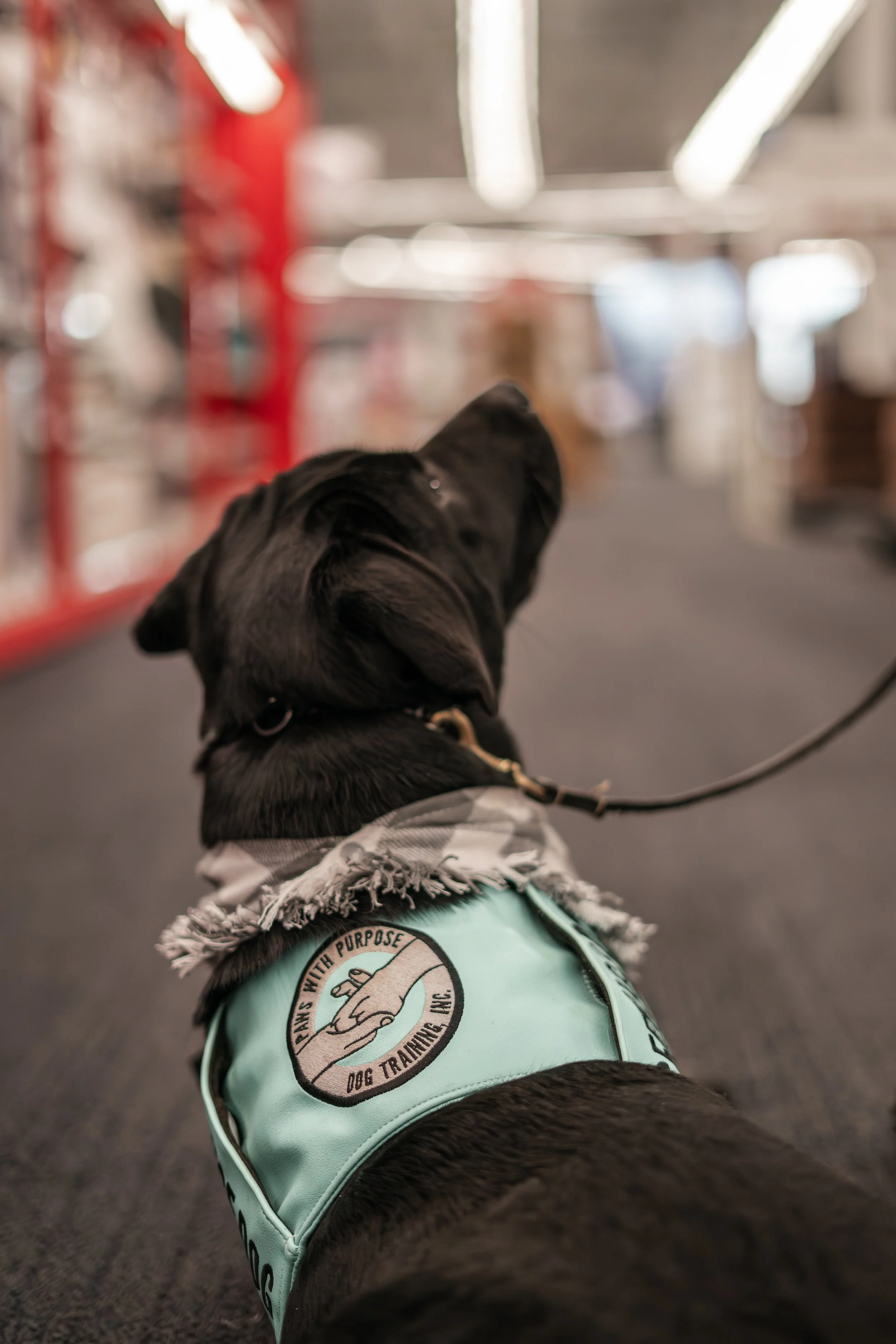 Paws With Purpose Dog Training