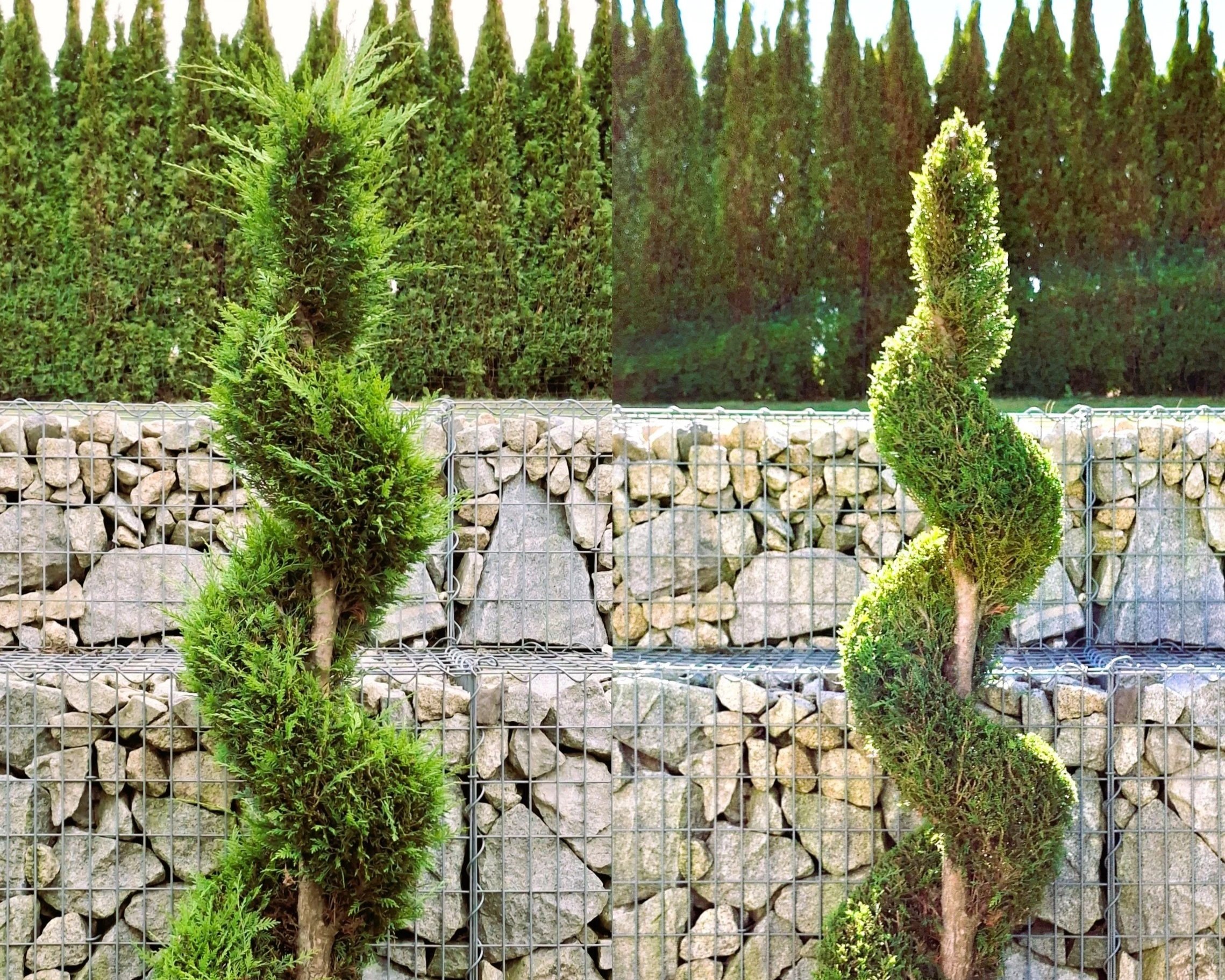 Vorher-Nachher Bilder eines Koniferen-Spiralschnittes einer Thuja.