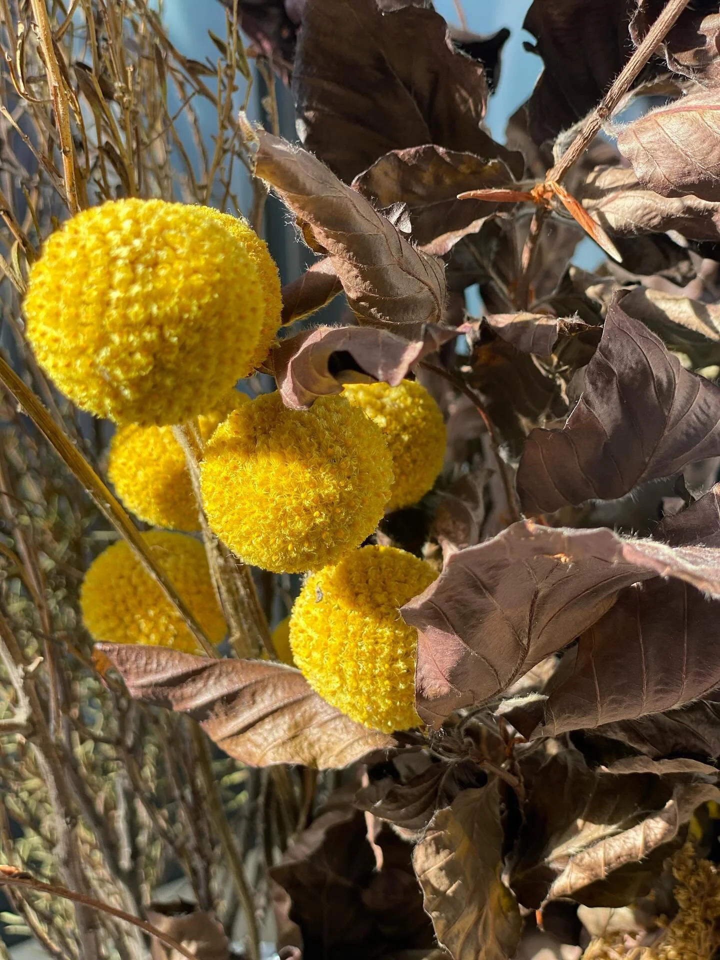 On golden frond