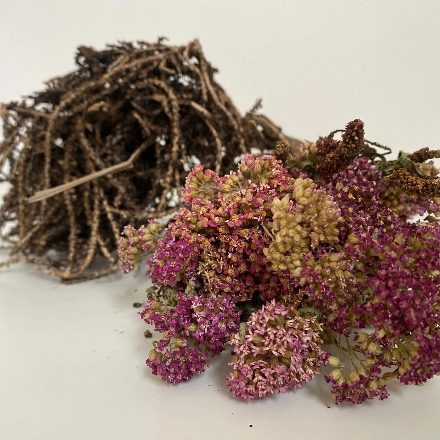 Dead Still Bloom 4