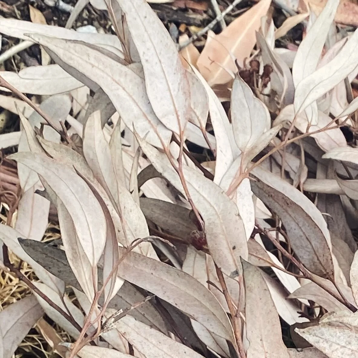 The colours in these eucalyptus leaves - a fallen branch and faded leaves but I love the tones 😍