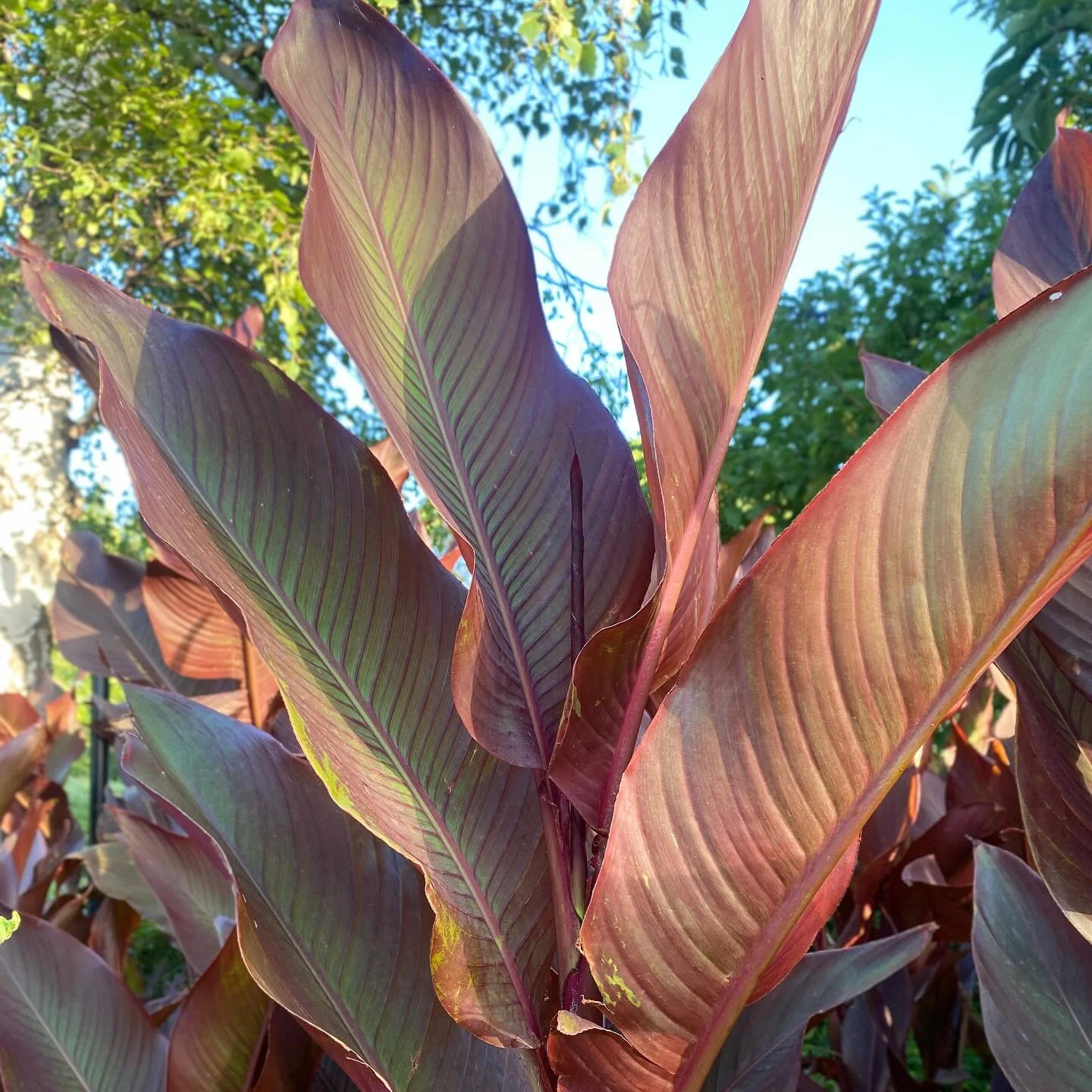 Exquisite shapes, tones and textures on a St Vincent Gardens morning walk - Albert Park, VIC AU.