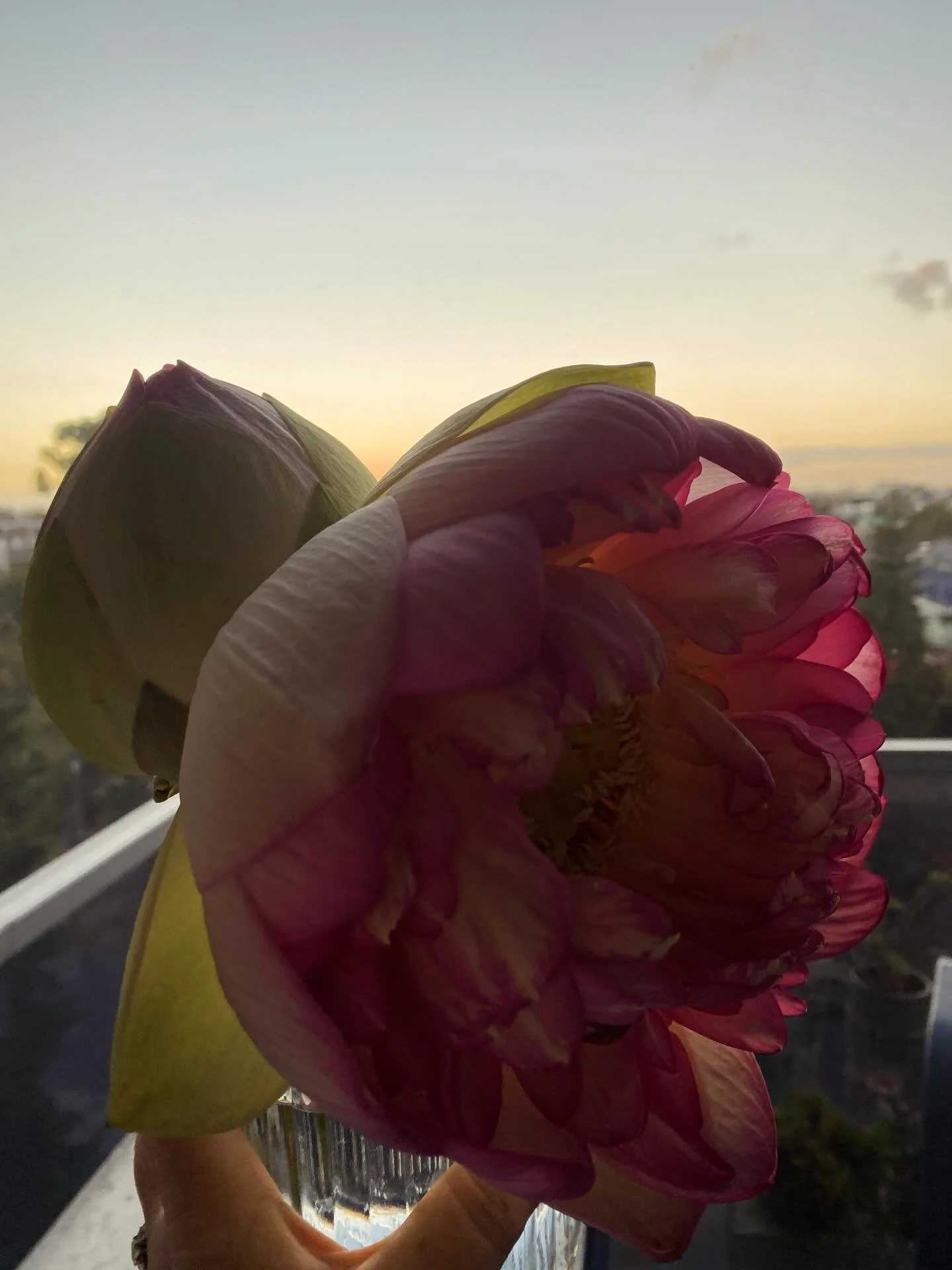 Flowers from @blue_lotus_watergarden