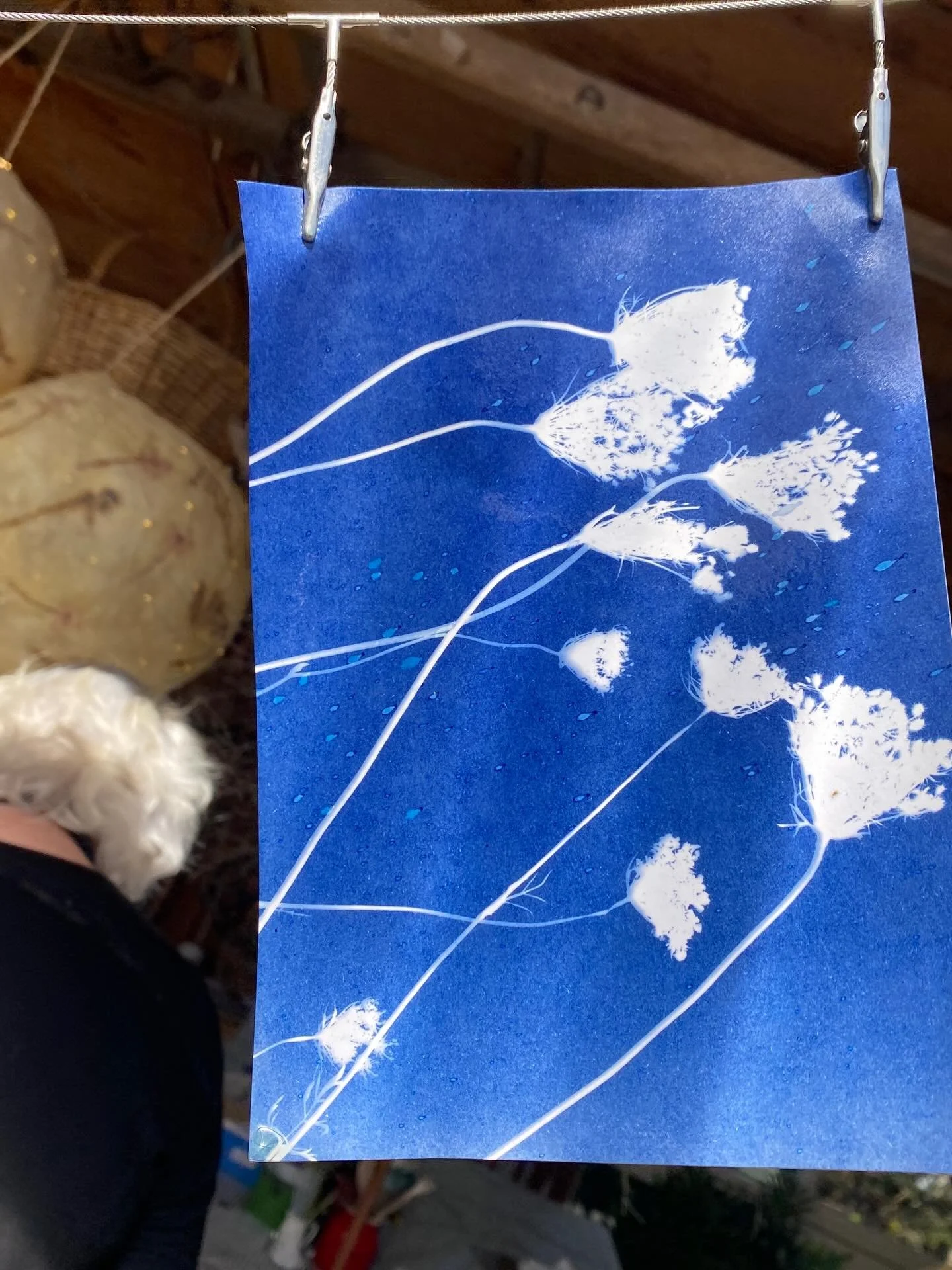 Cyanotype printing today with Queen Anne Lace