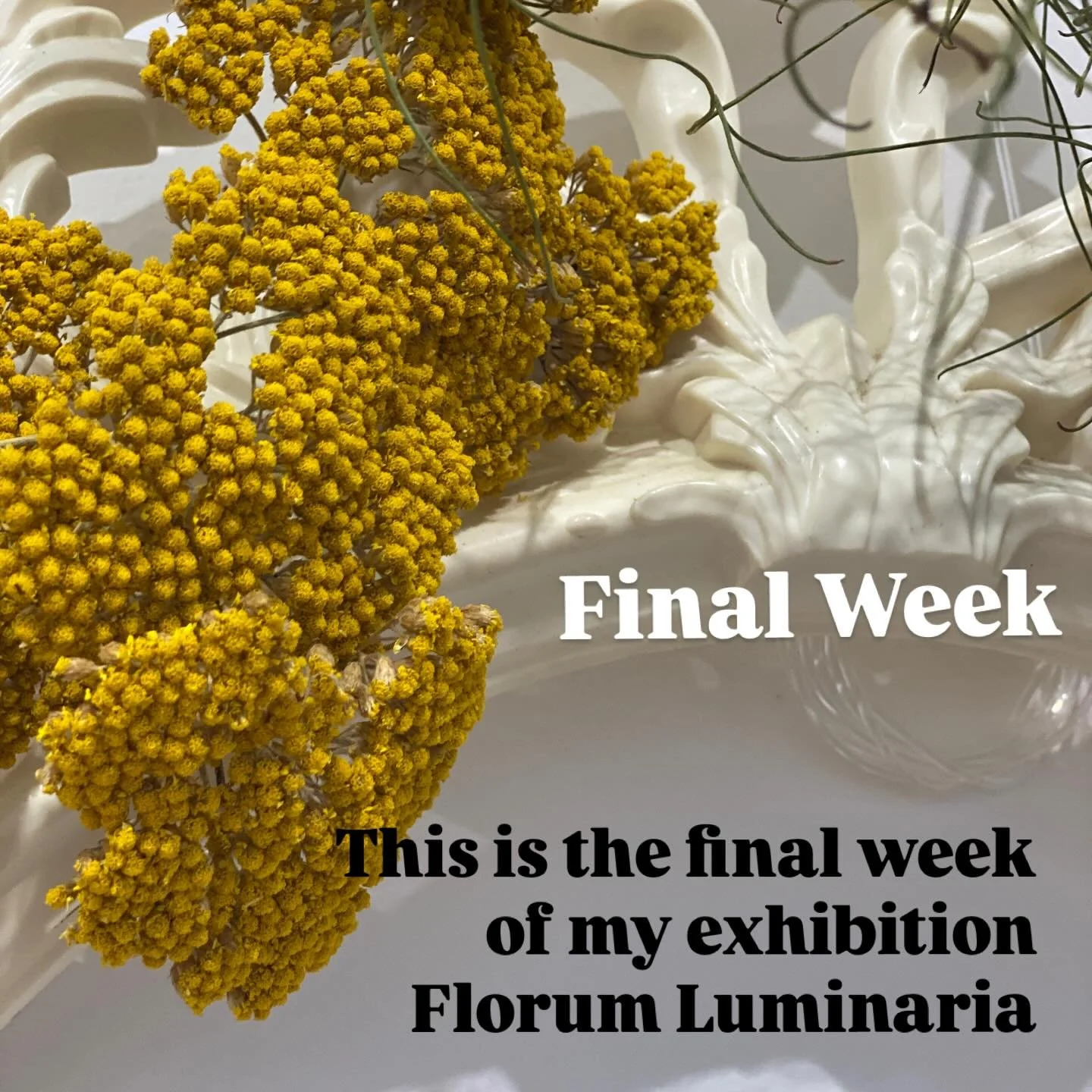 Florum Luminaria exhibition - final week - @gasworkscreativeprecinct in the ARB Gallery