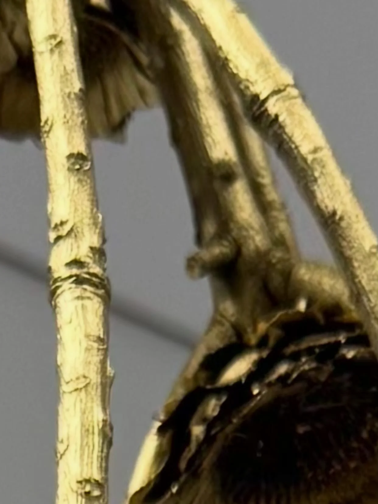 From Florum Luminaria exhibition 2026