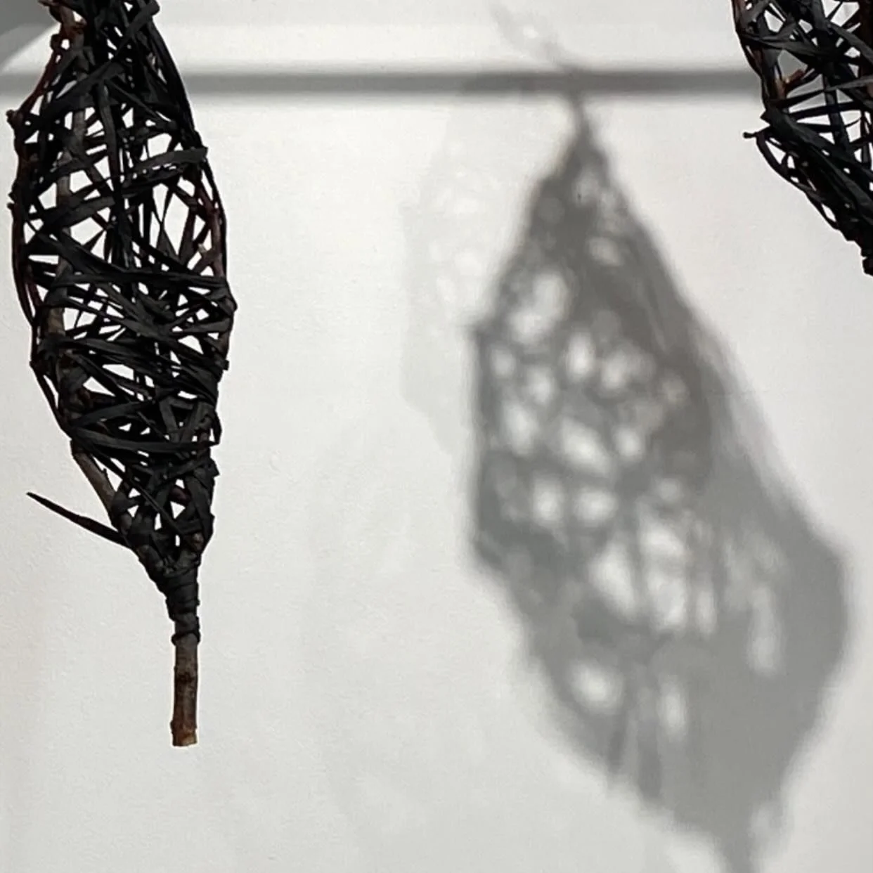 From Florum Luminaria 2026