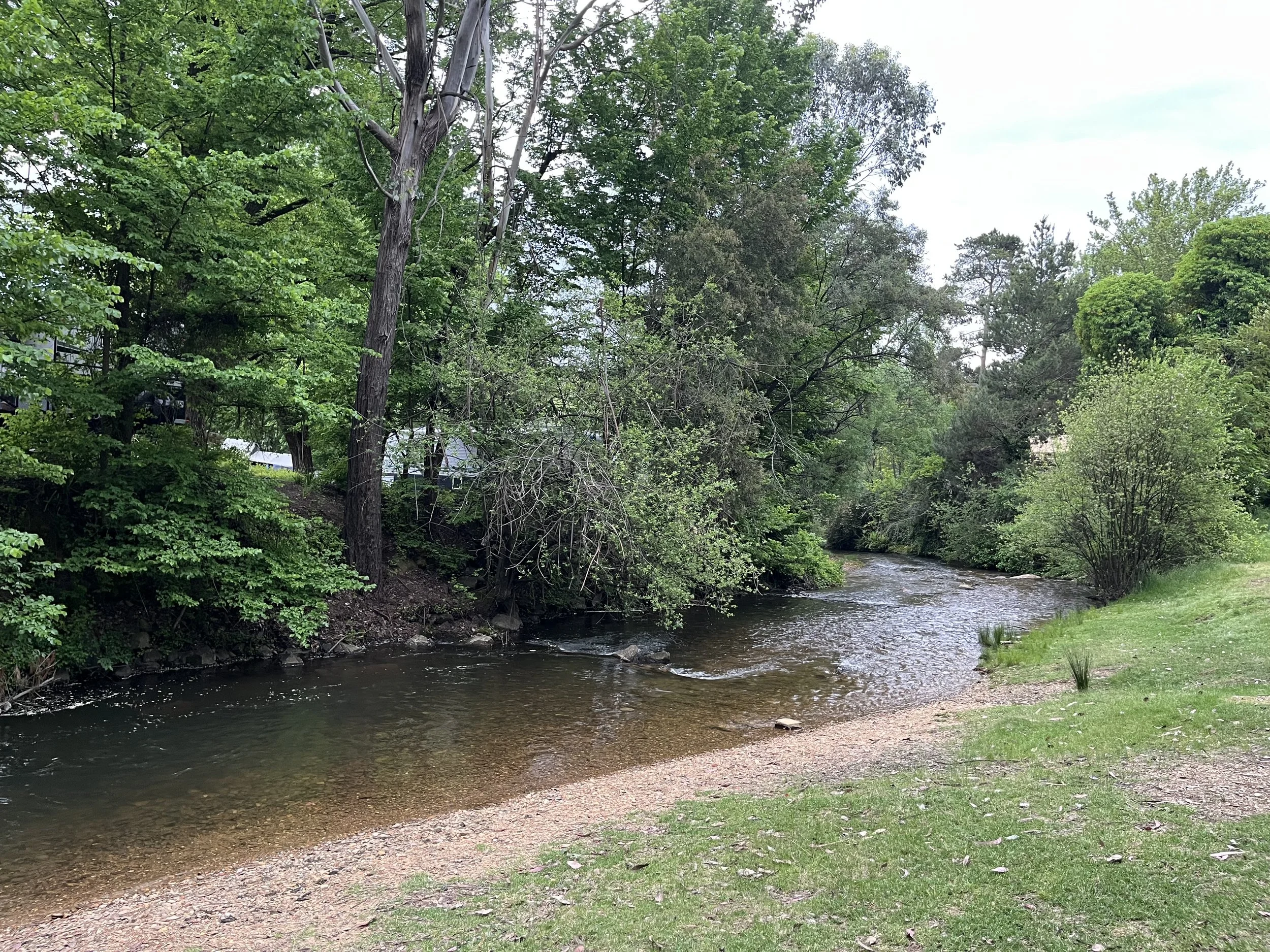 A small creek flowing through a green, wooded area with a grassy and sandy bank.
