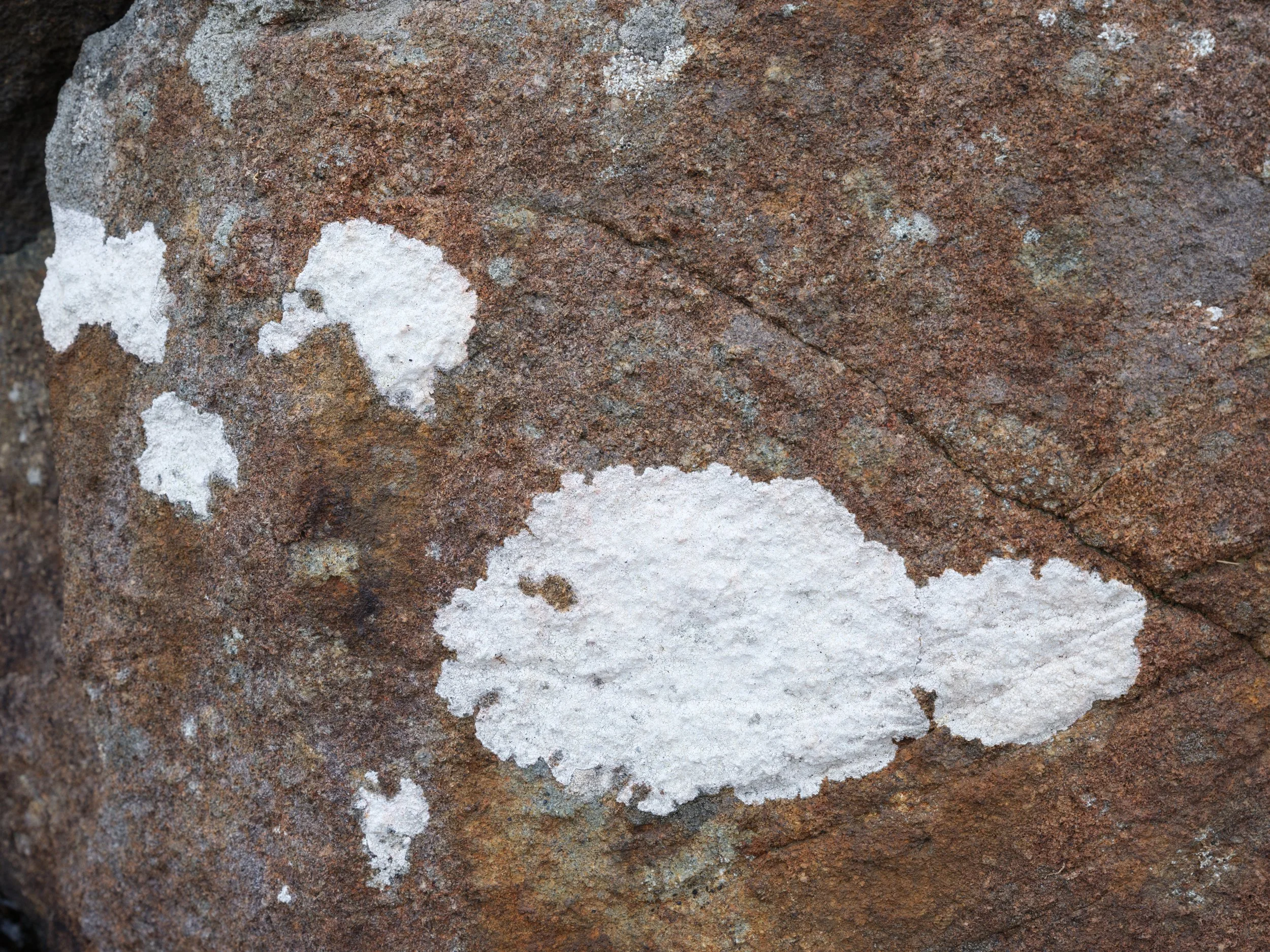 Ardnamurchan lighthouse fish