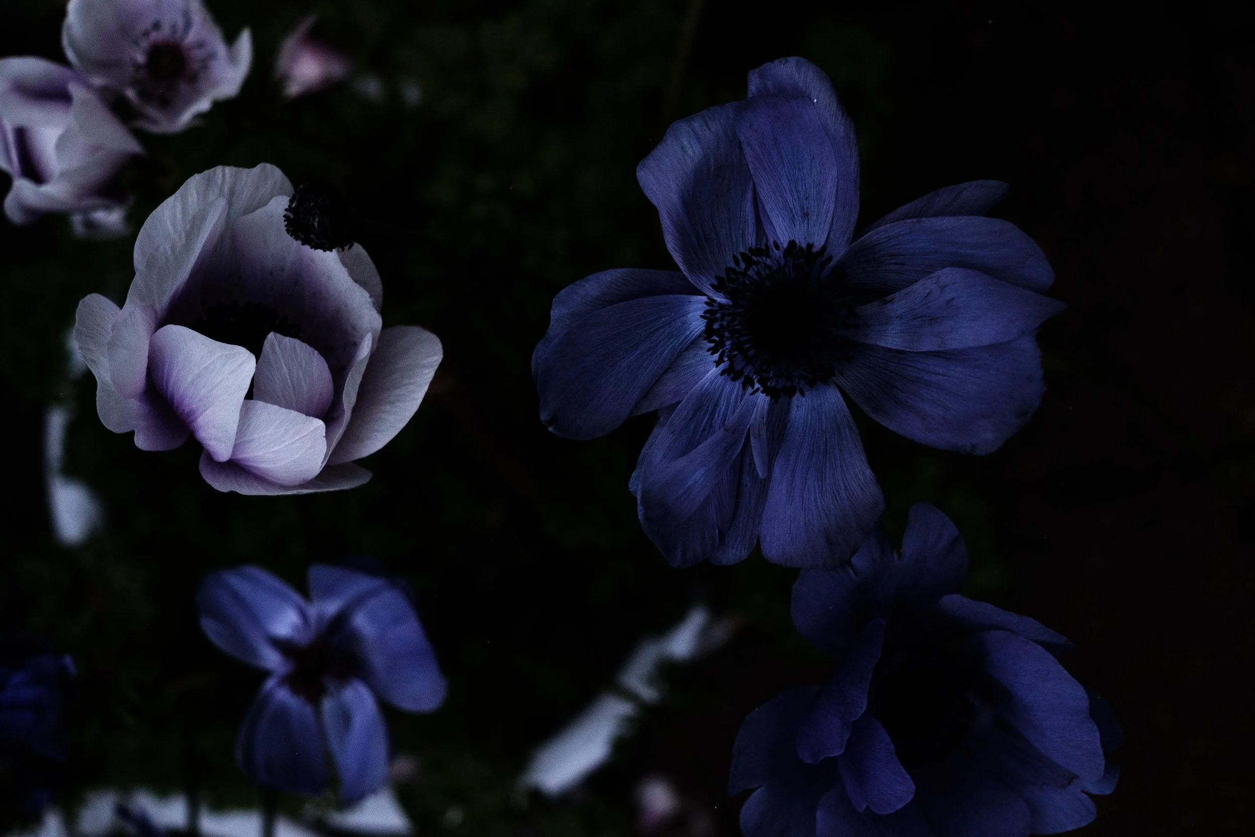 Purple poppies evening twilight