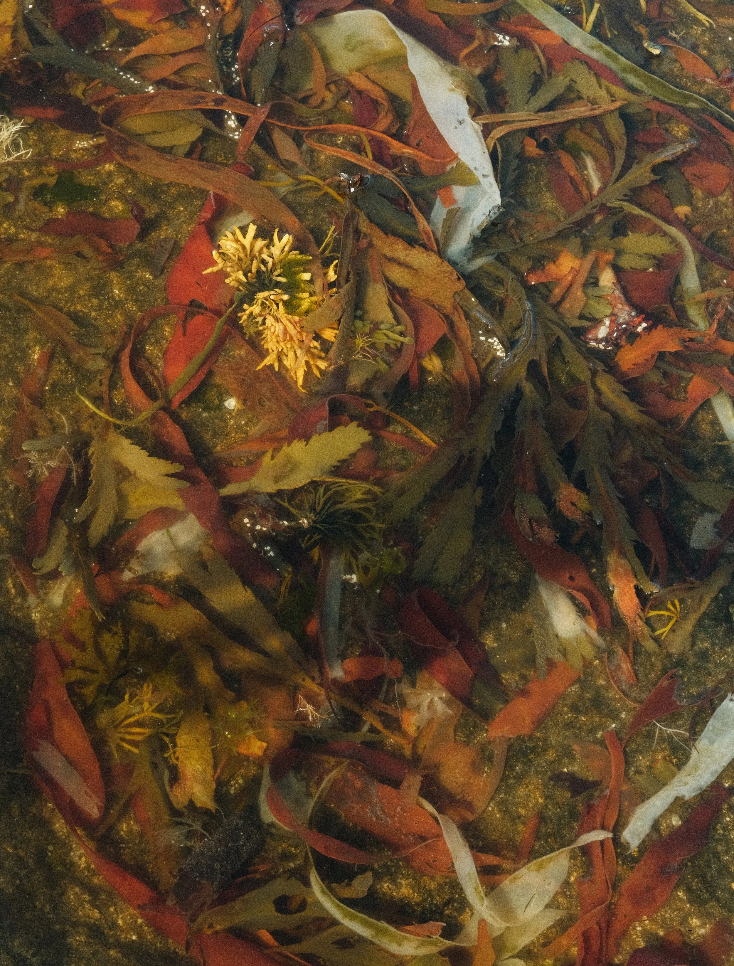 mer du nord (5 sur 6).JPG