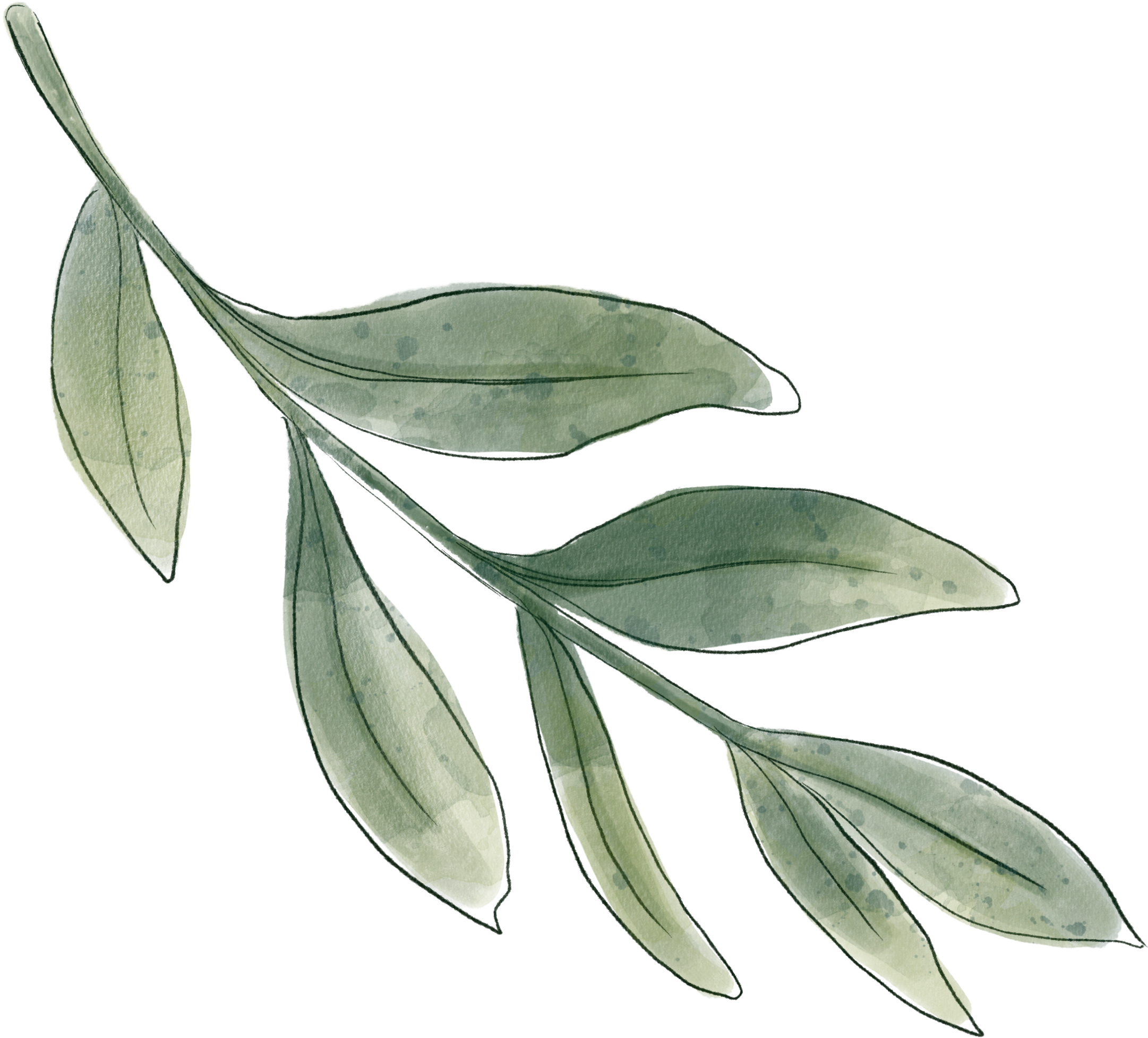 A watercolor illustration of a green eucalyptus branch with elongated leaves.