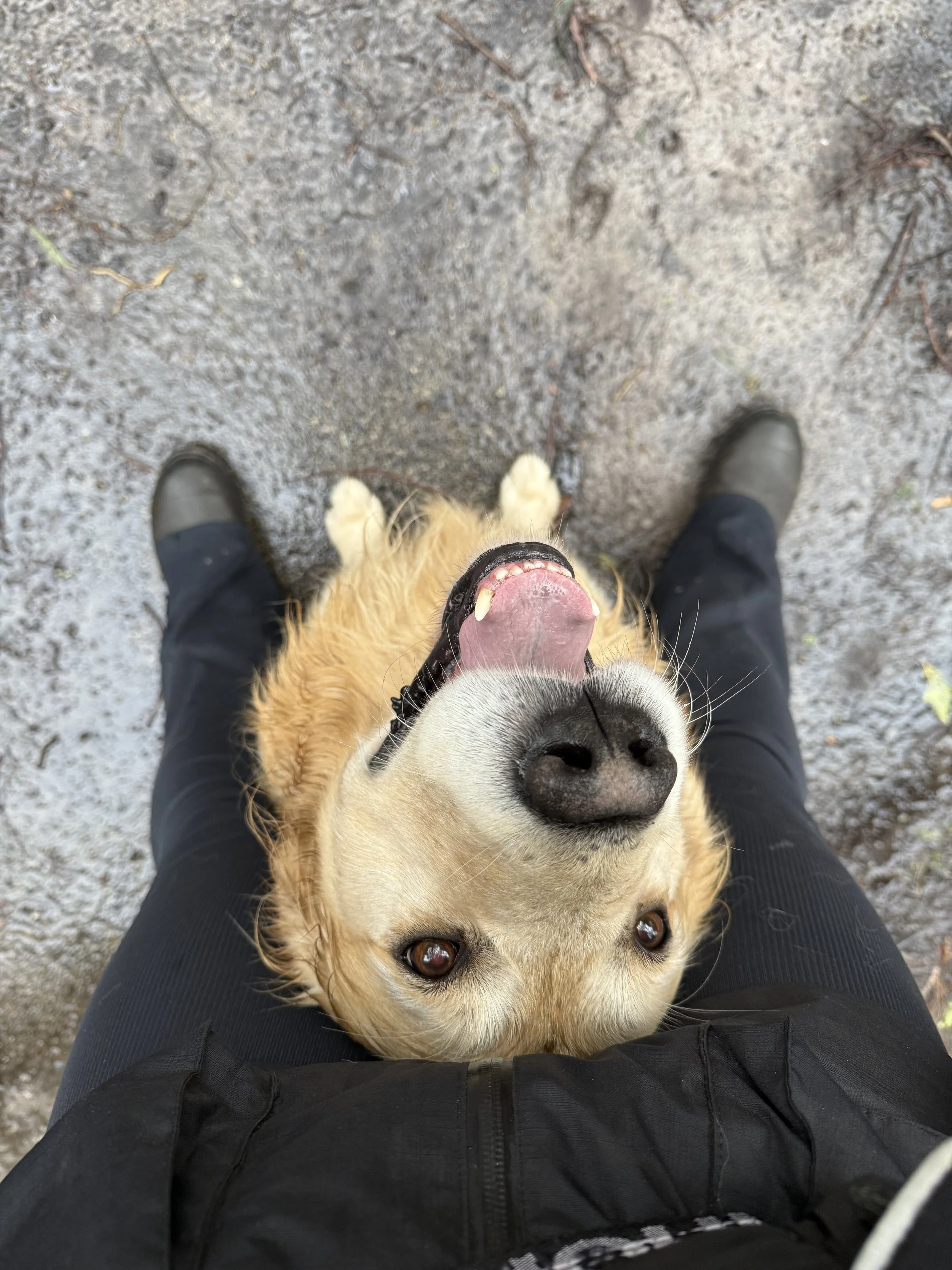A happy dog looking up with a wide open mouth, showing teeth and tongue, standing between a person's legs on a dirt ground.