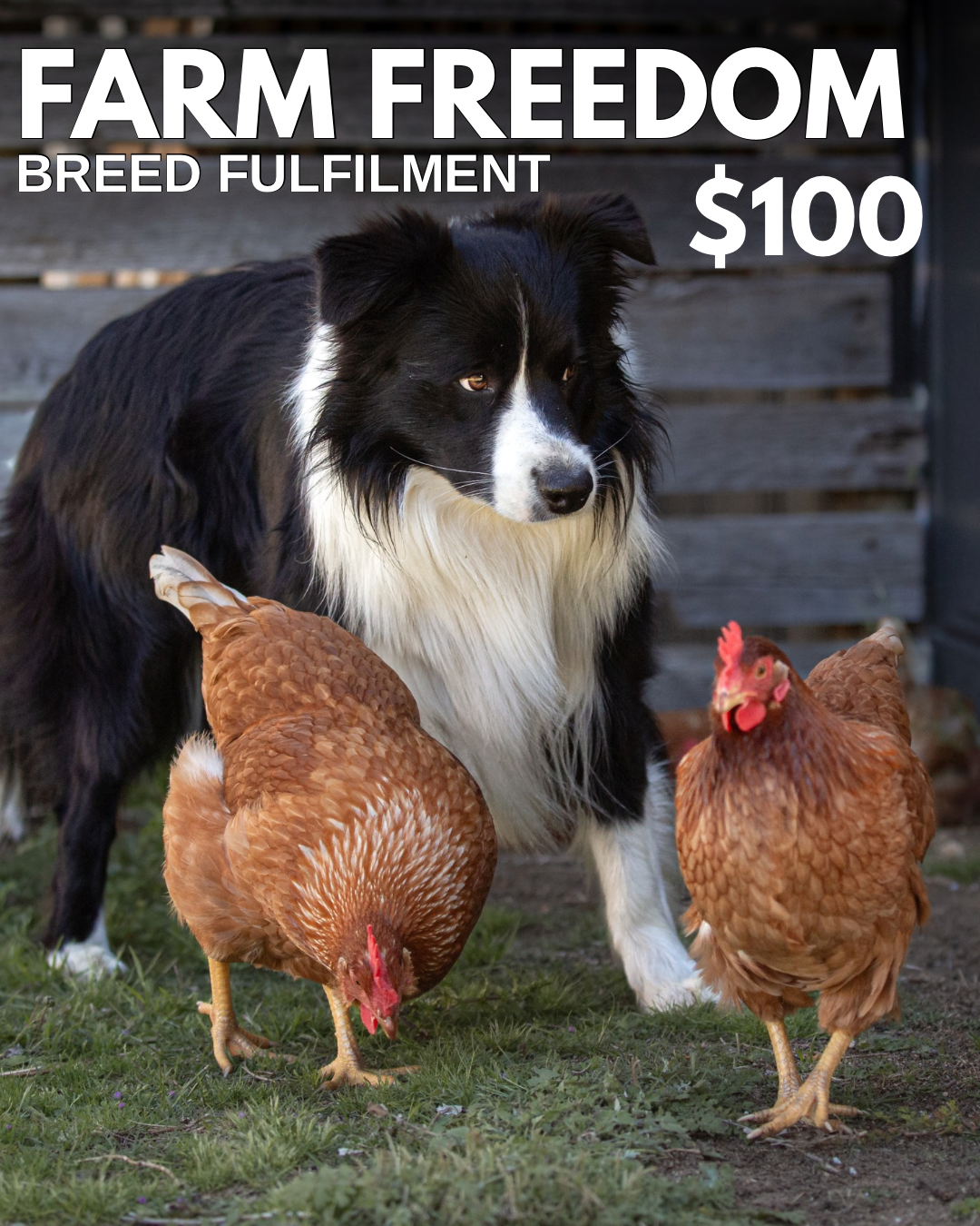 FARM FREEDOM