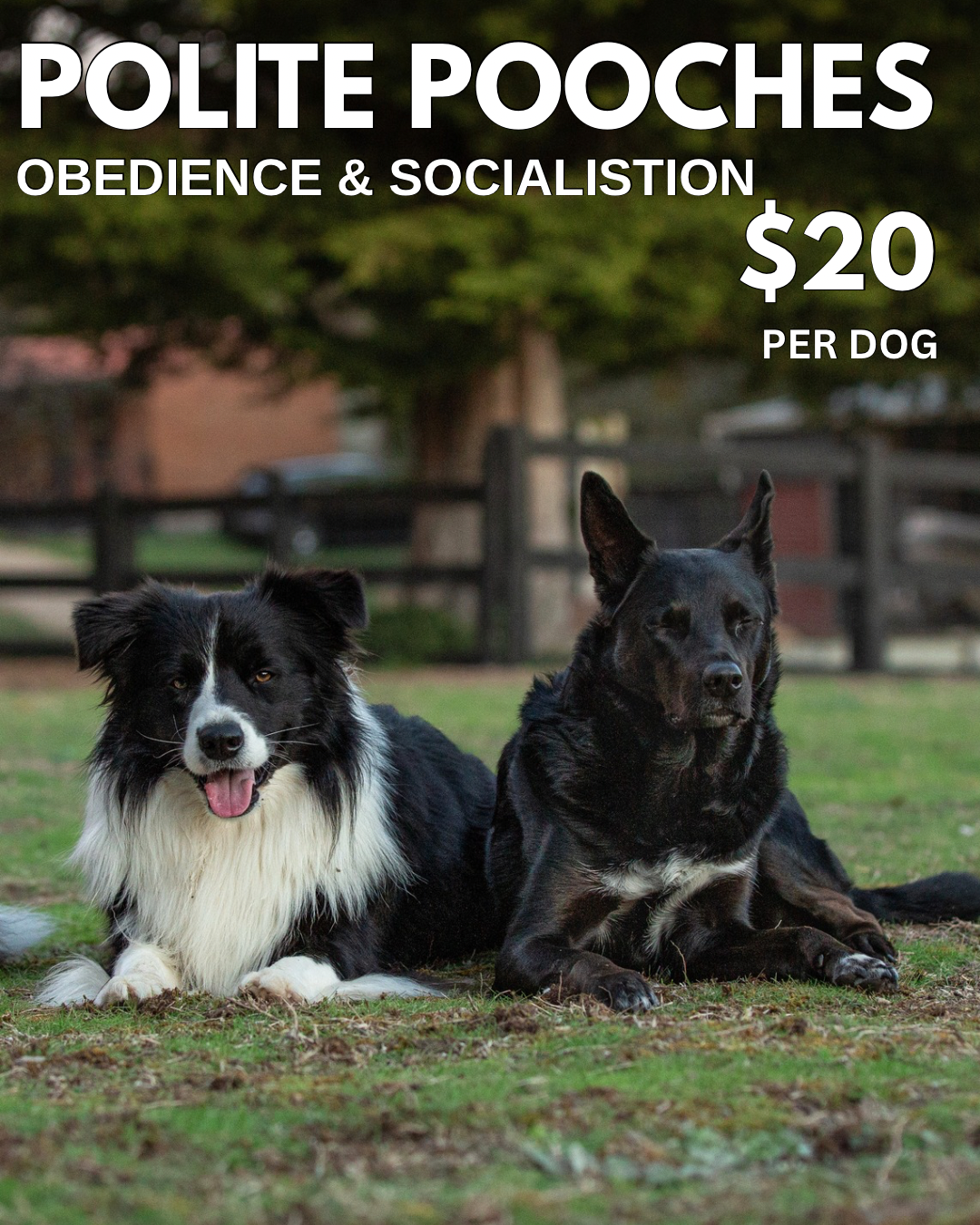 POLITE POOCHES